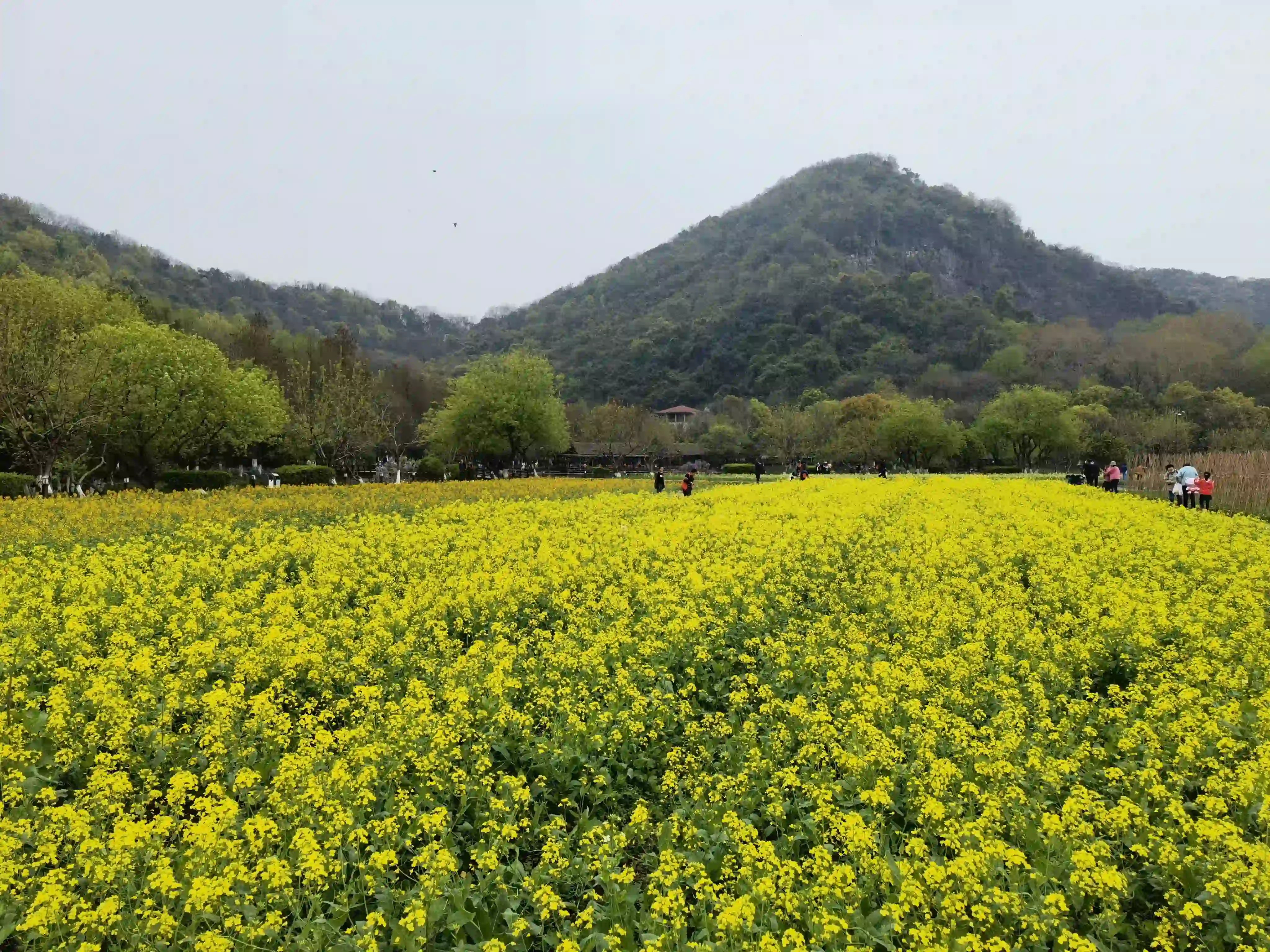 八卦田里的油菜花开了 八卦田里的油菜花开了
