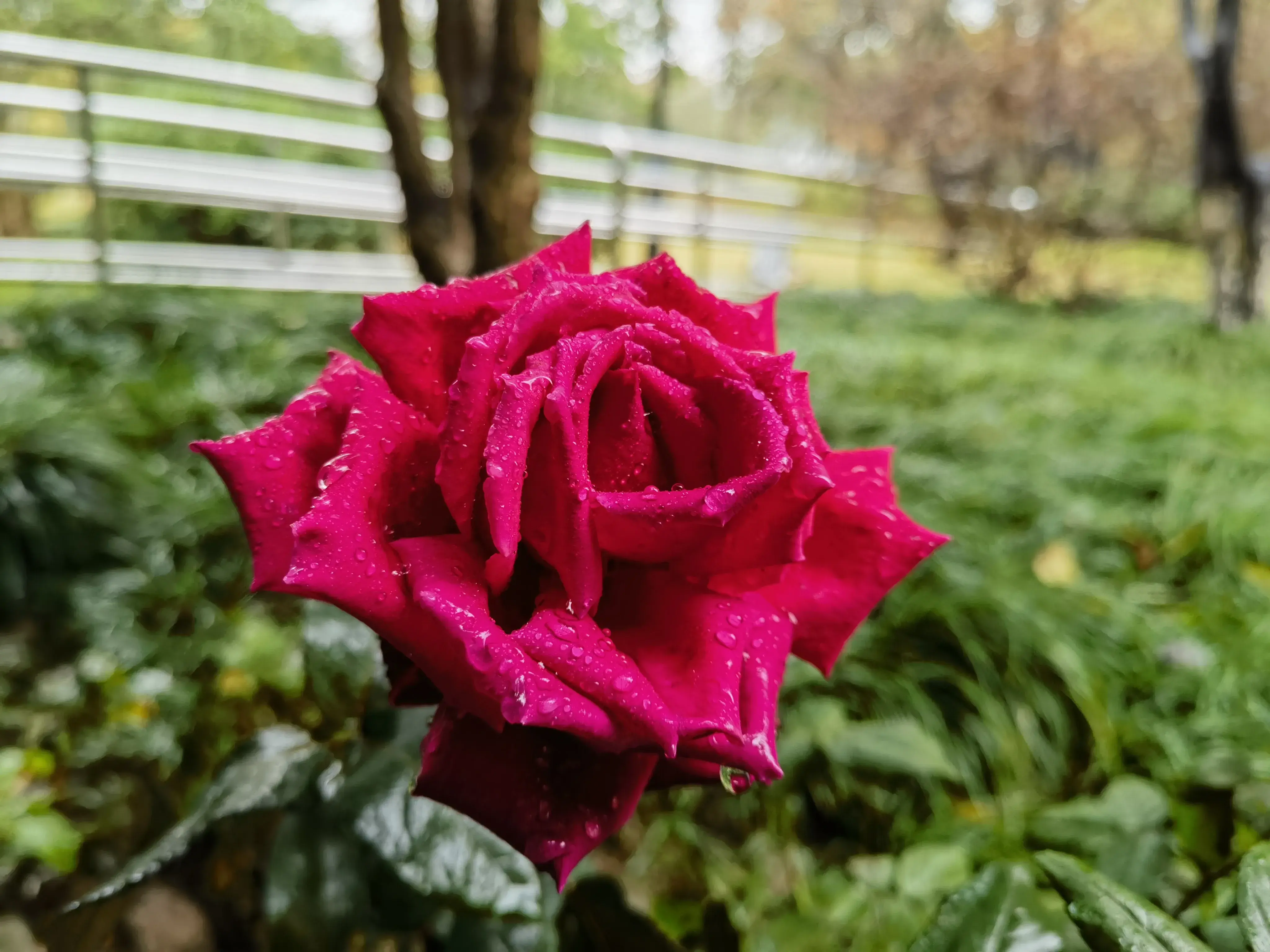 雨后挂满水滴的花朵 雨后挂满水滴的花朵