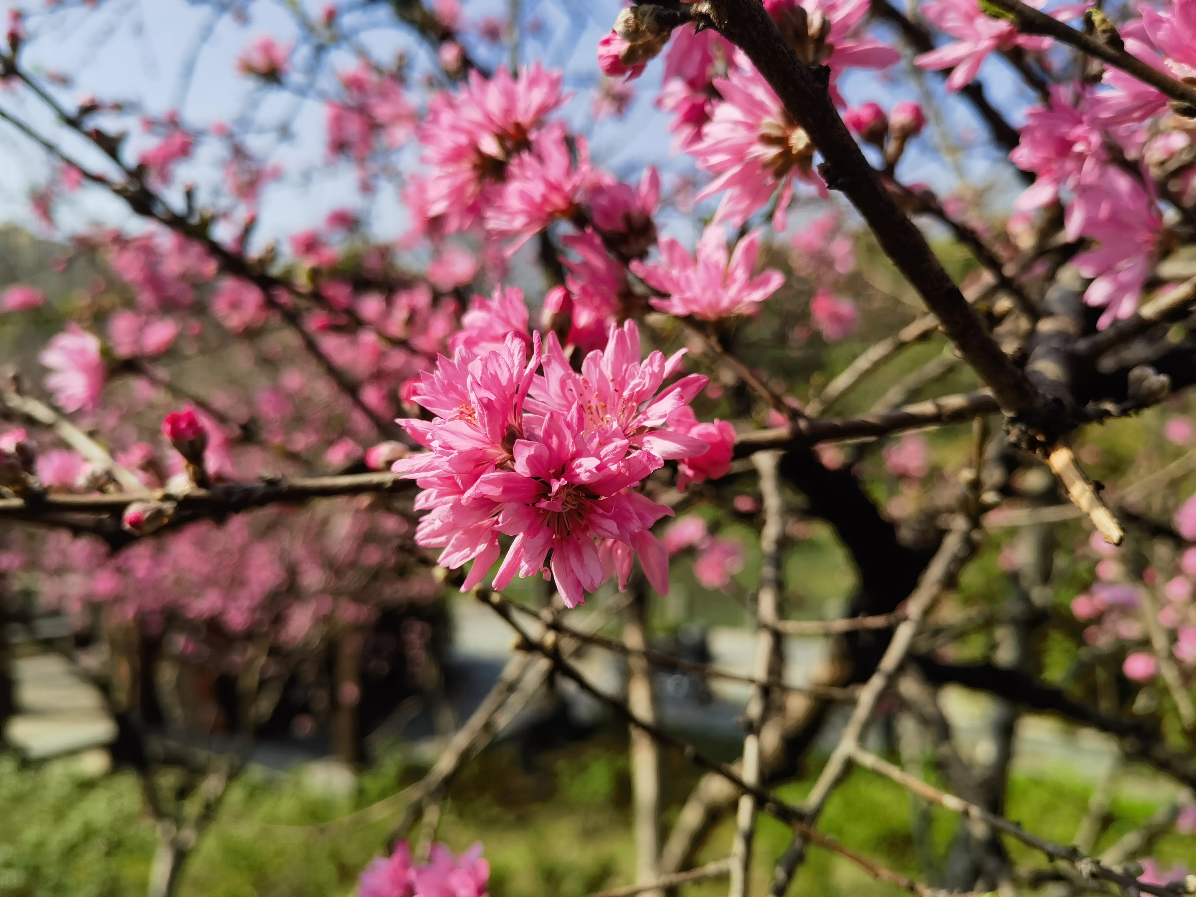 菊花桃 菊花桃