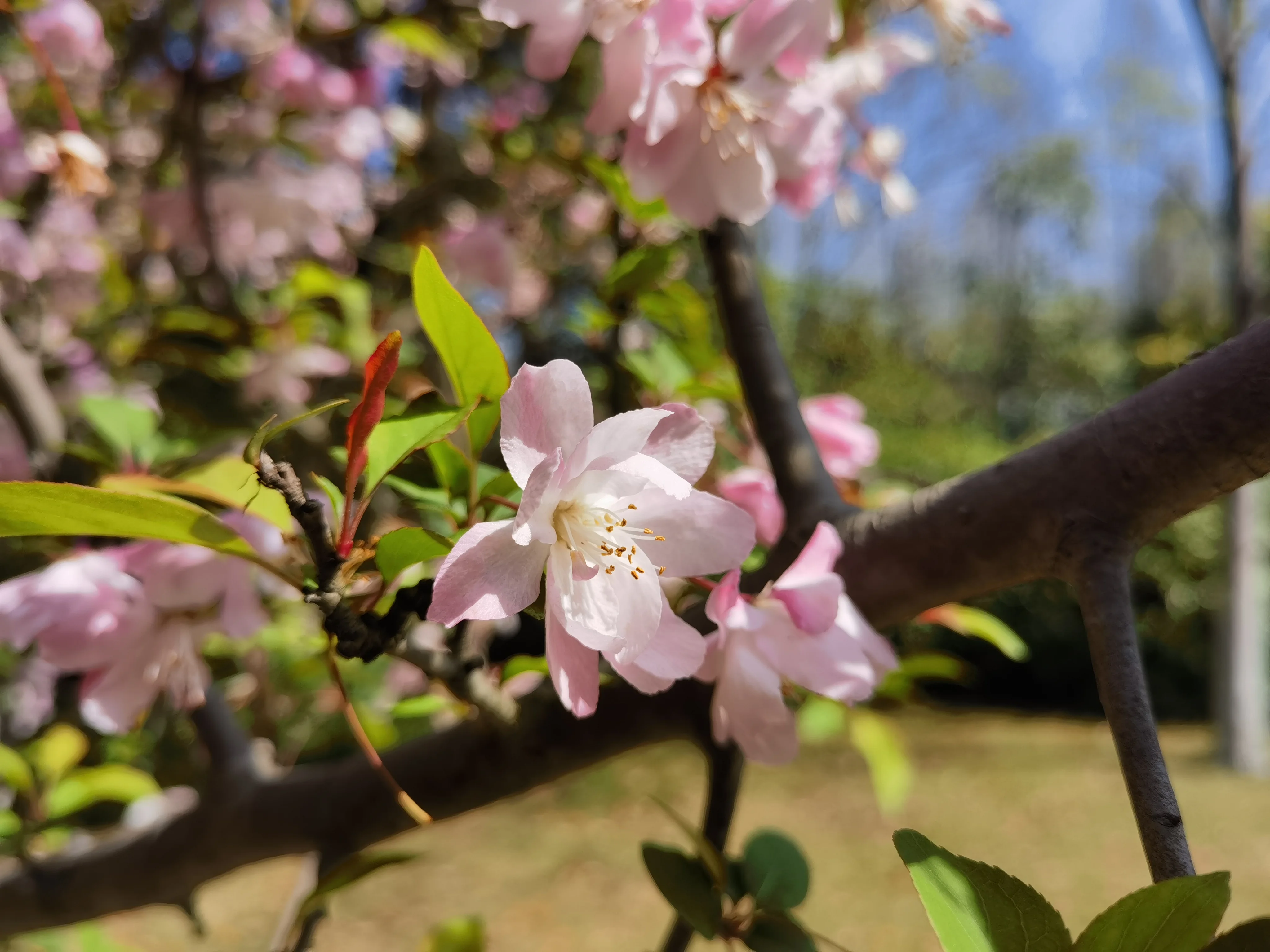 桃花 桃花