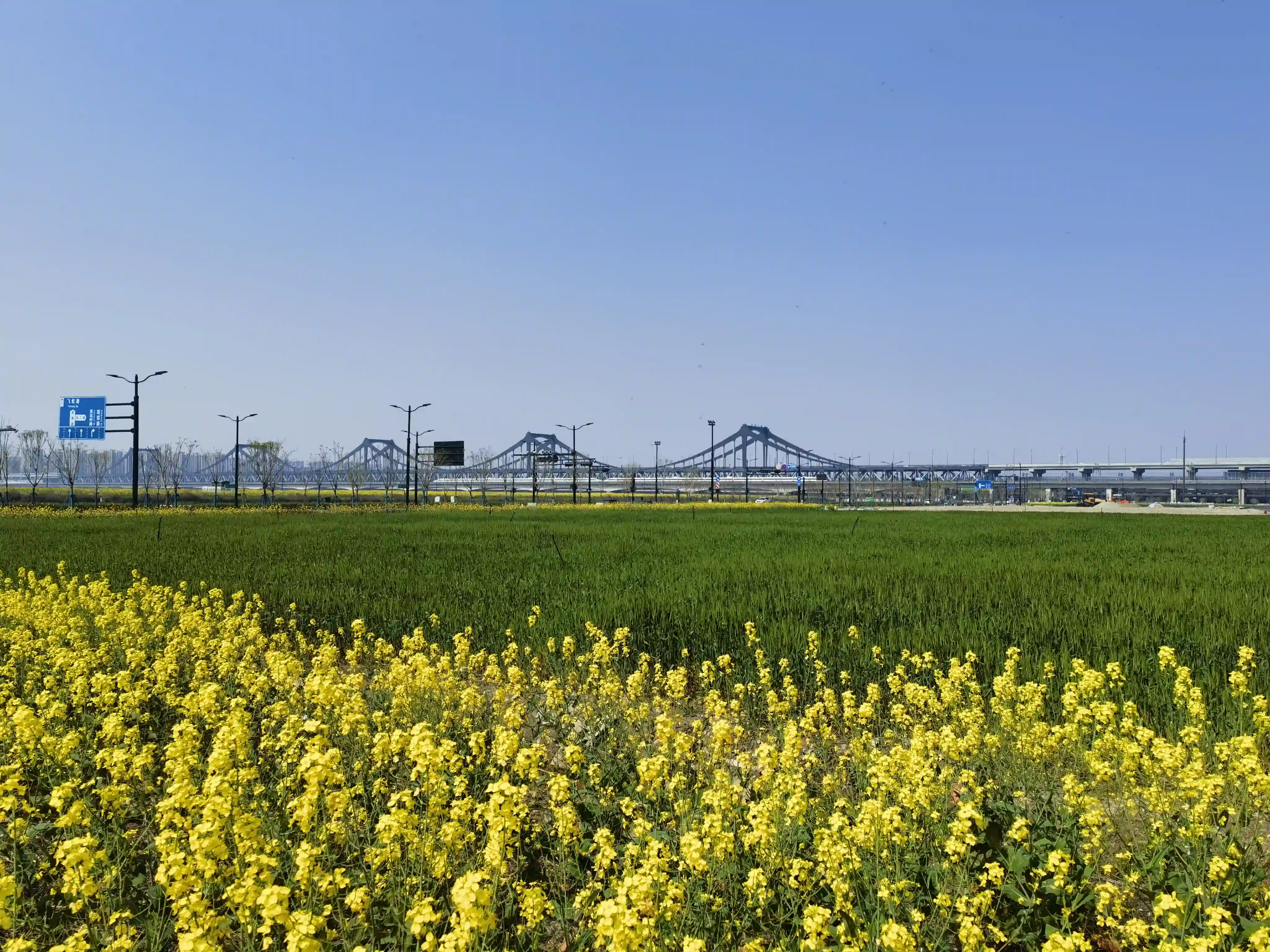 油菜花田与远处的大桥交相辉映 油菜花田与远处的大桥交相辉映