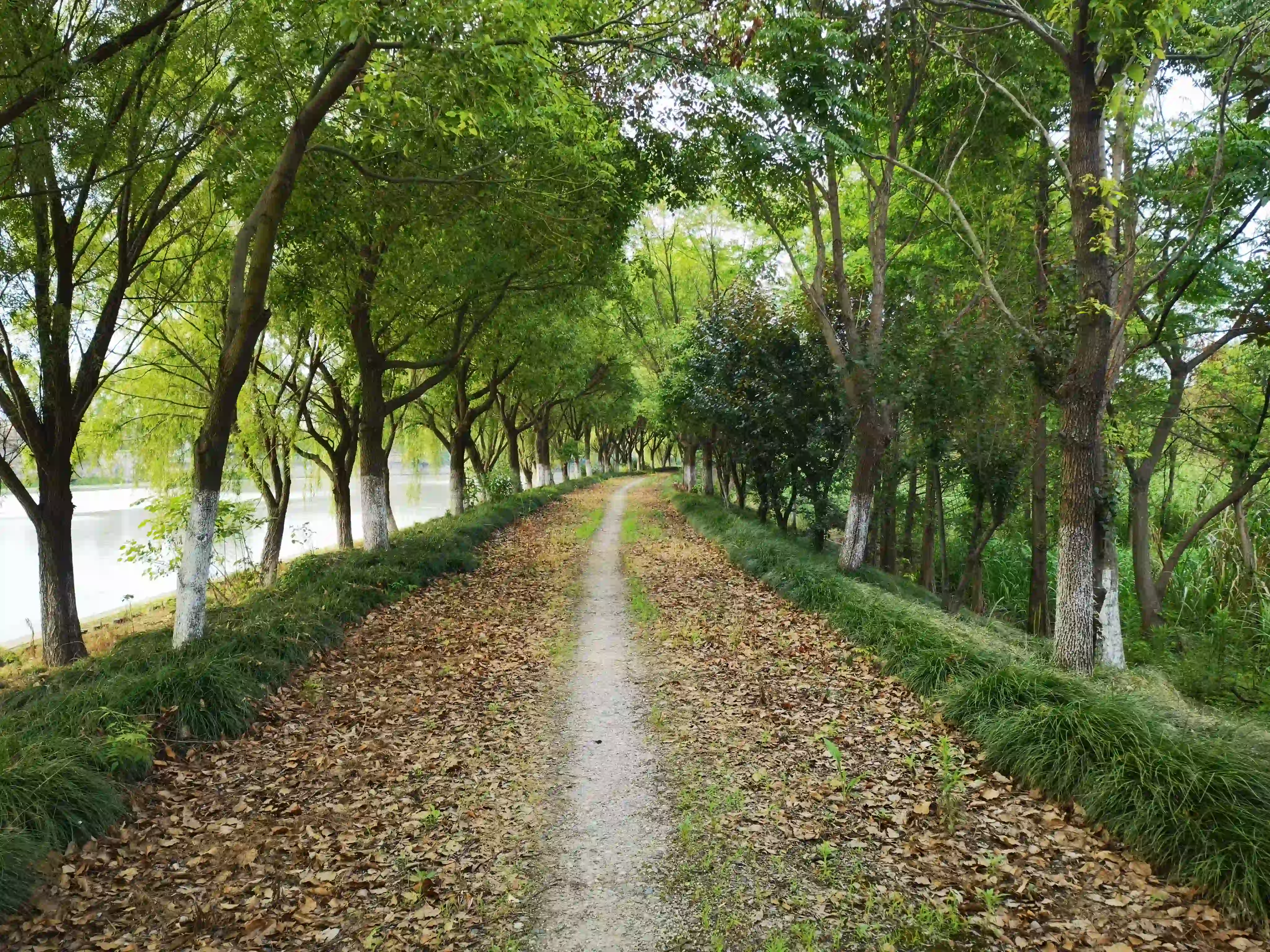 河边林间的走步道 河边林间的走步道