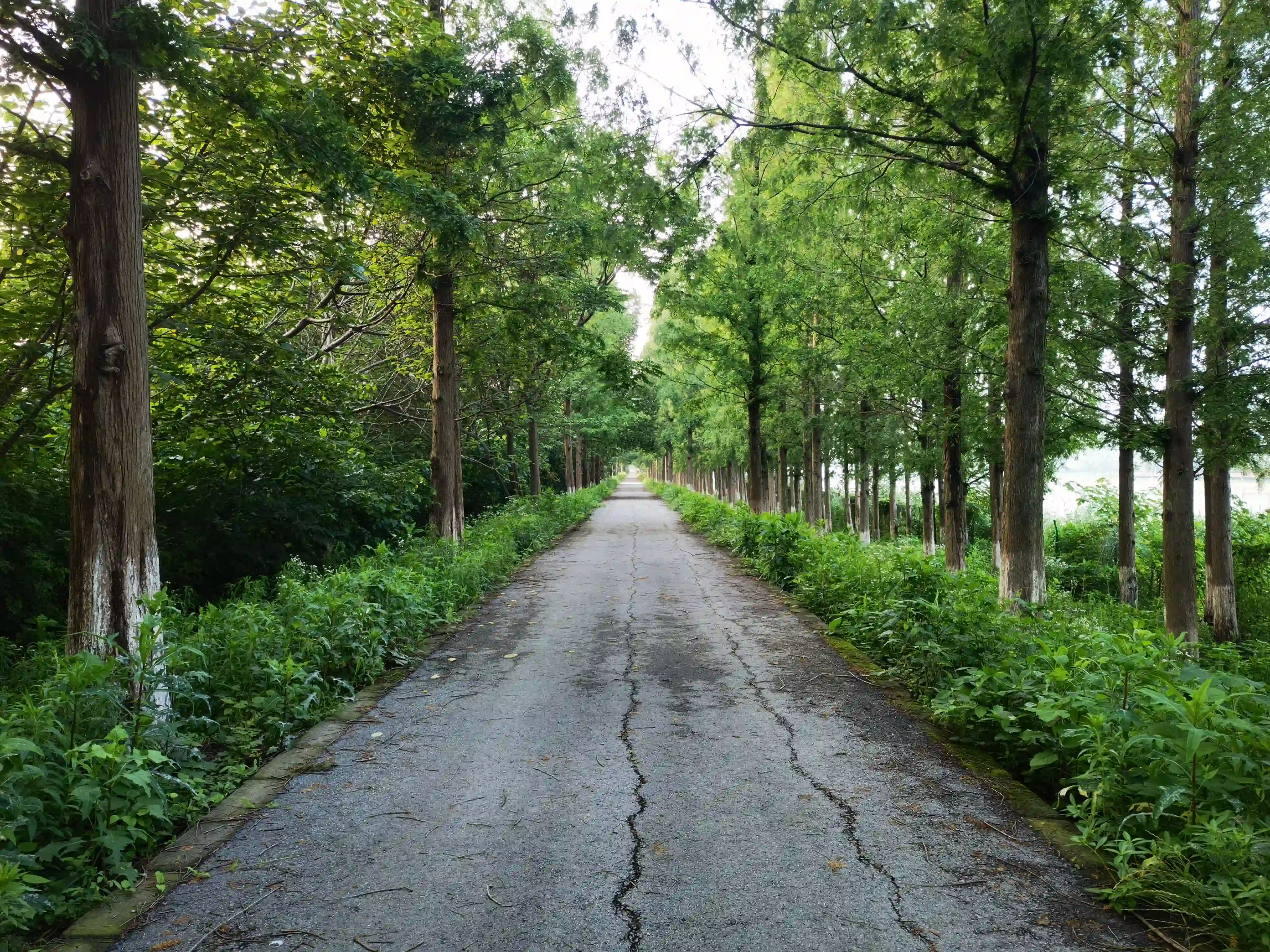 林间走道 林间走道
