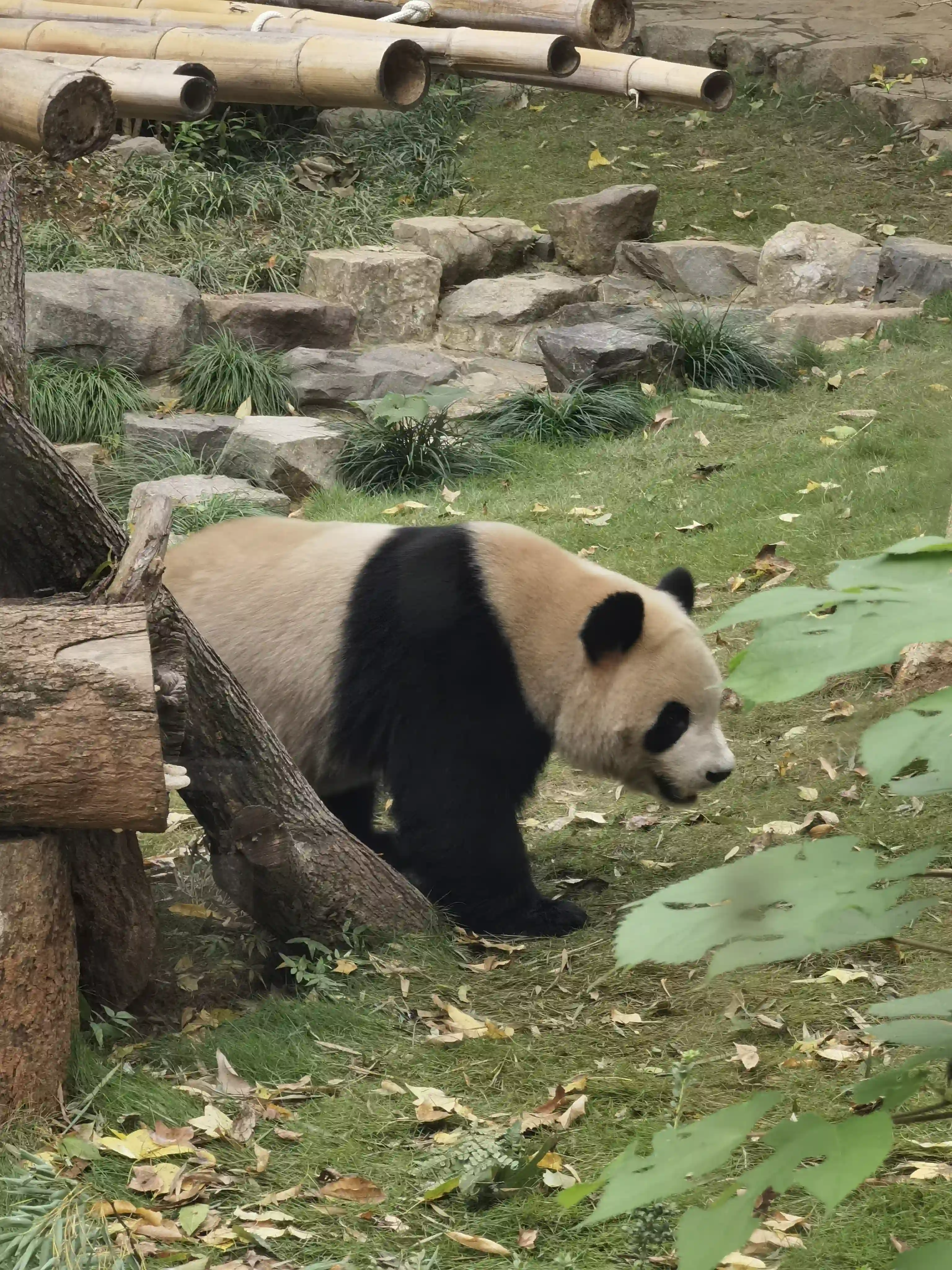 可爱的大熊猫 可爱的大熊猫