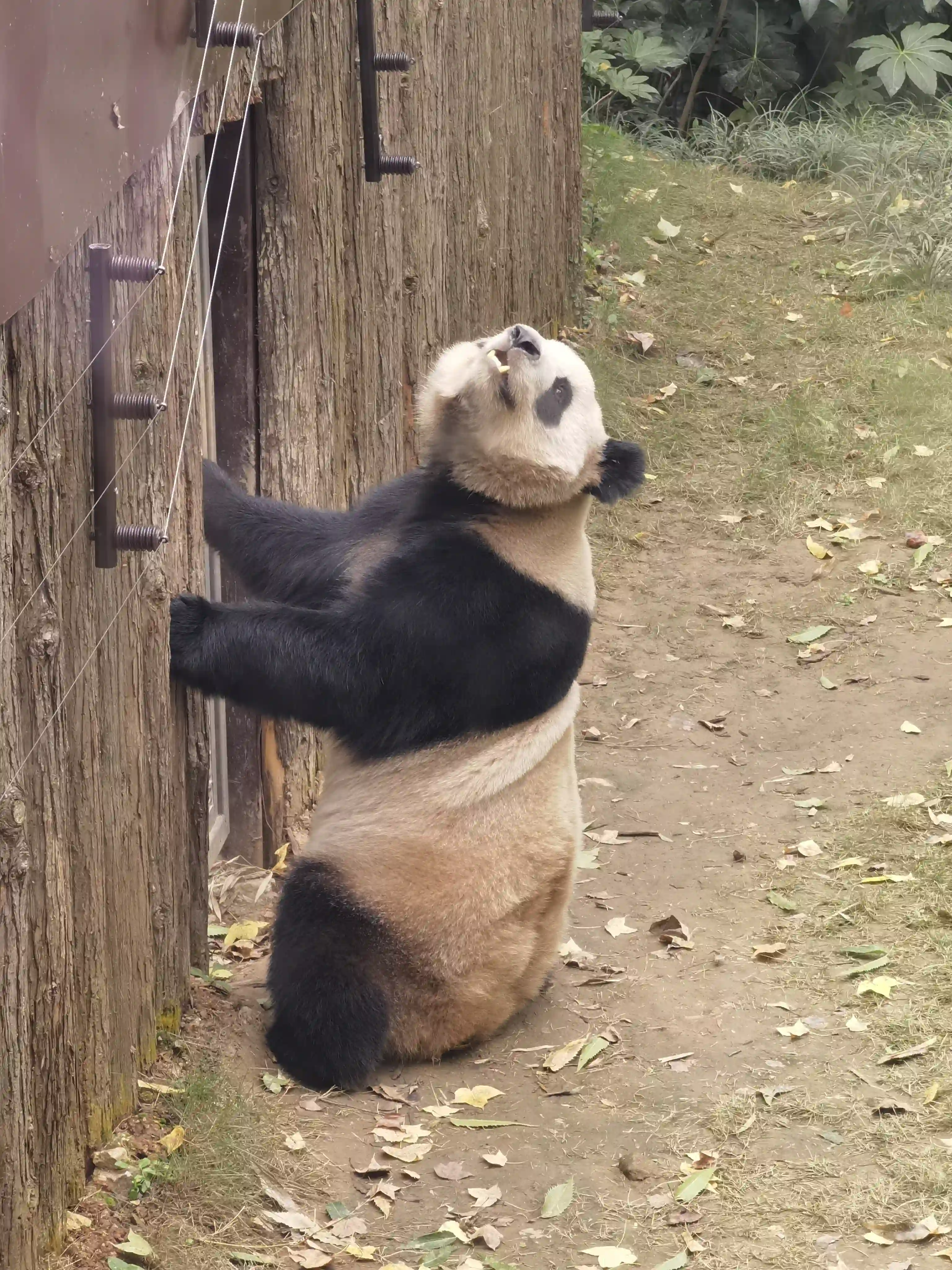 可爱的大熊猫 可爱的大熊猫