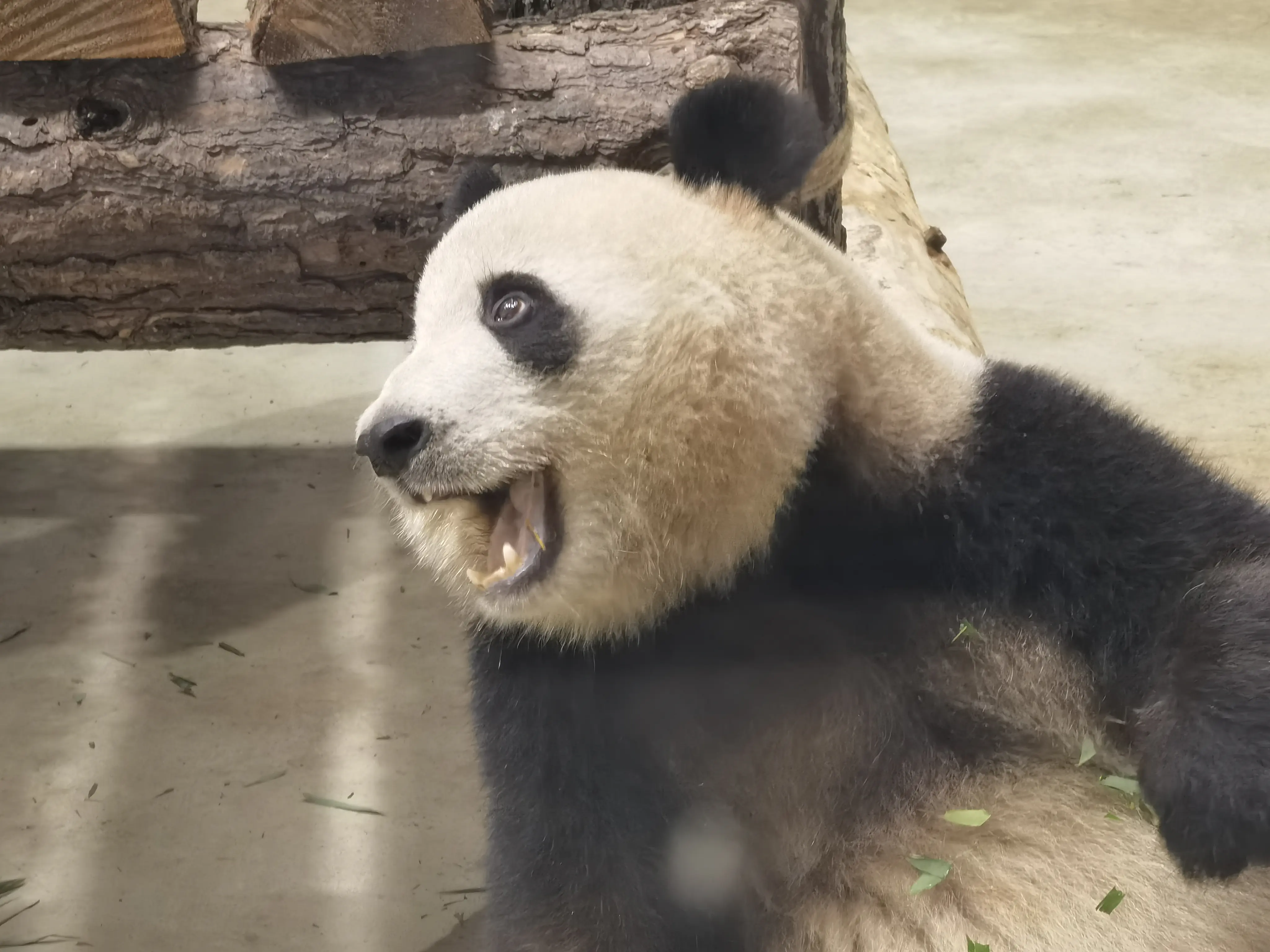 可爱的大熊猫 可爱的大熊猫