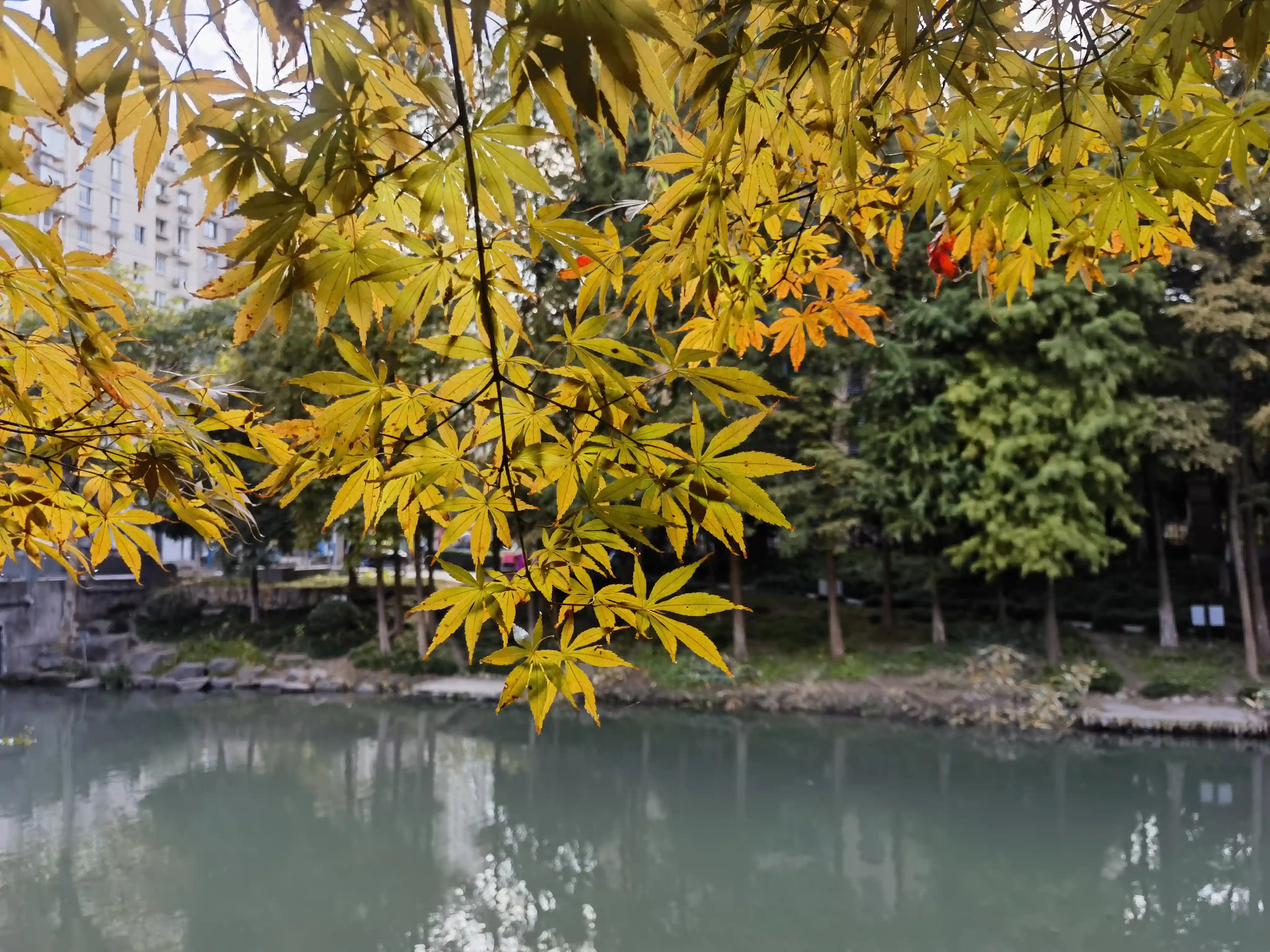 小河边的树叶 小河边的树叶