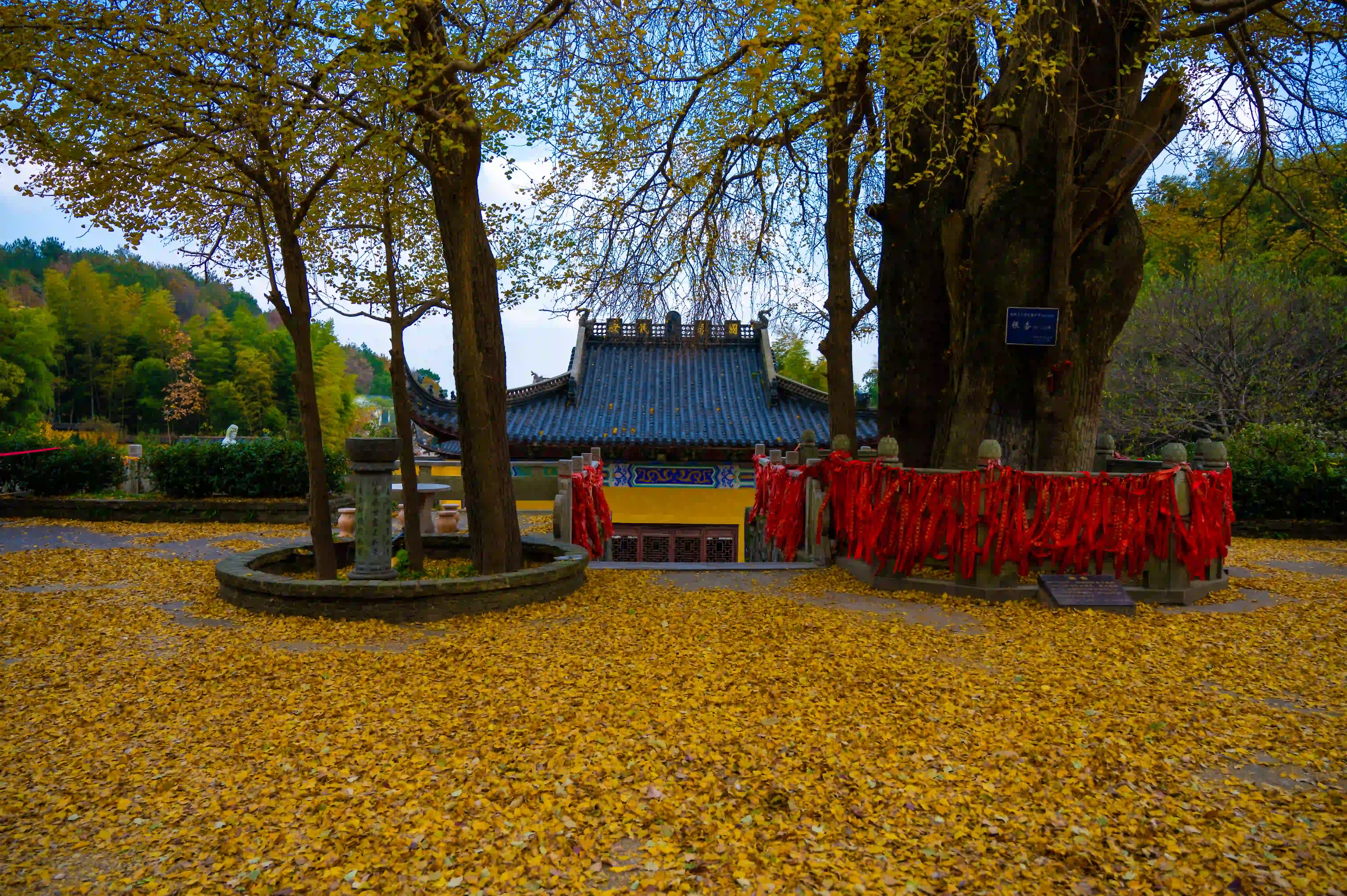 满地的银杏树落叶地 满地的银杏树落叶地
