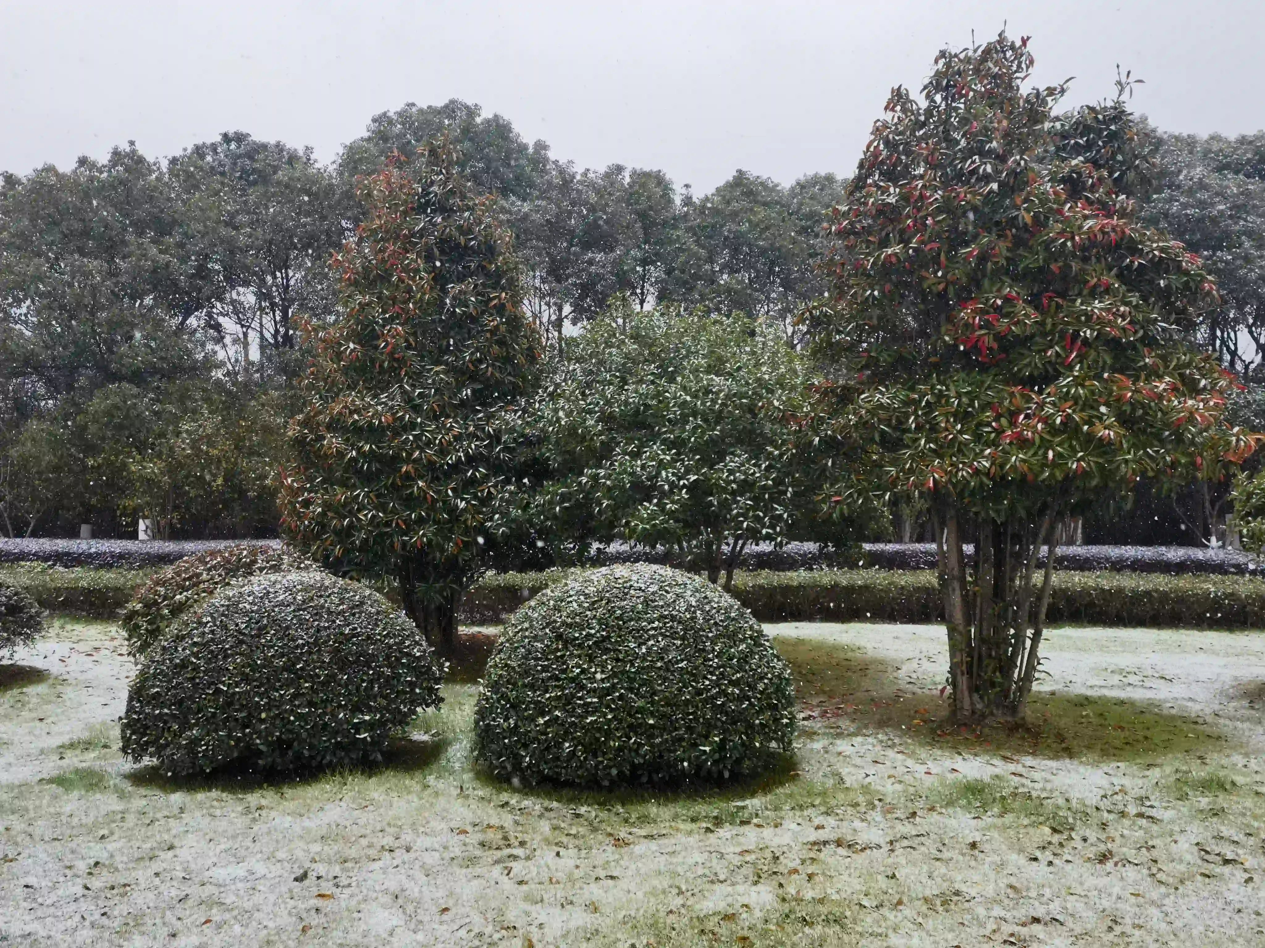 落于枝头的雪花 落于枝头的雪花