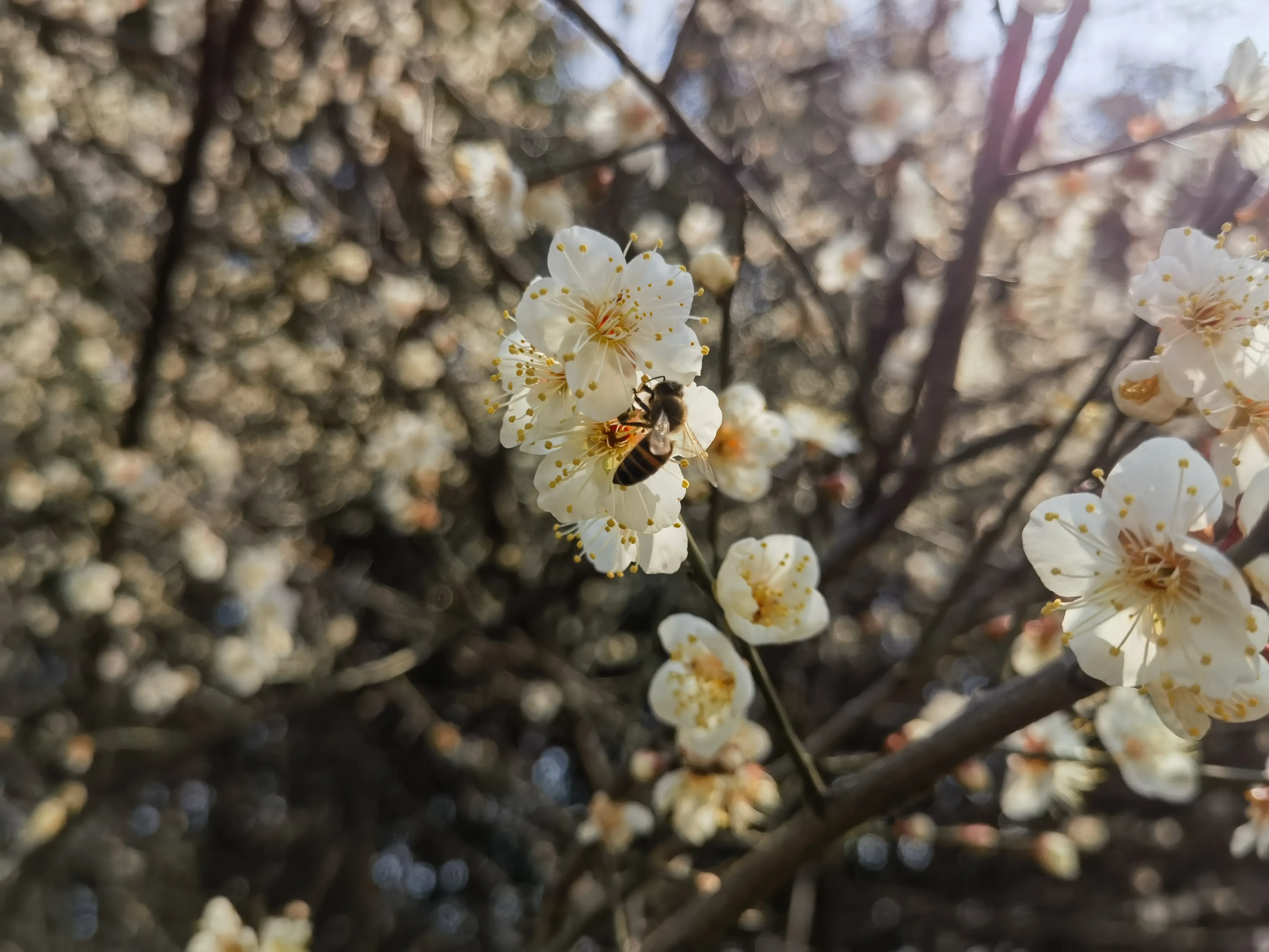 花朵中辛勤采花的蜜蜂 花朵中辛勤采花的蜜蜂