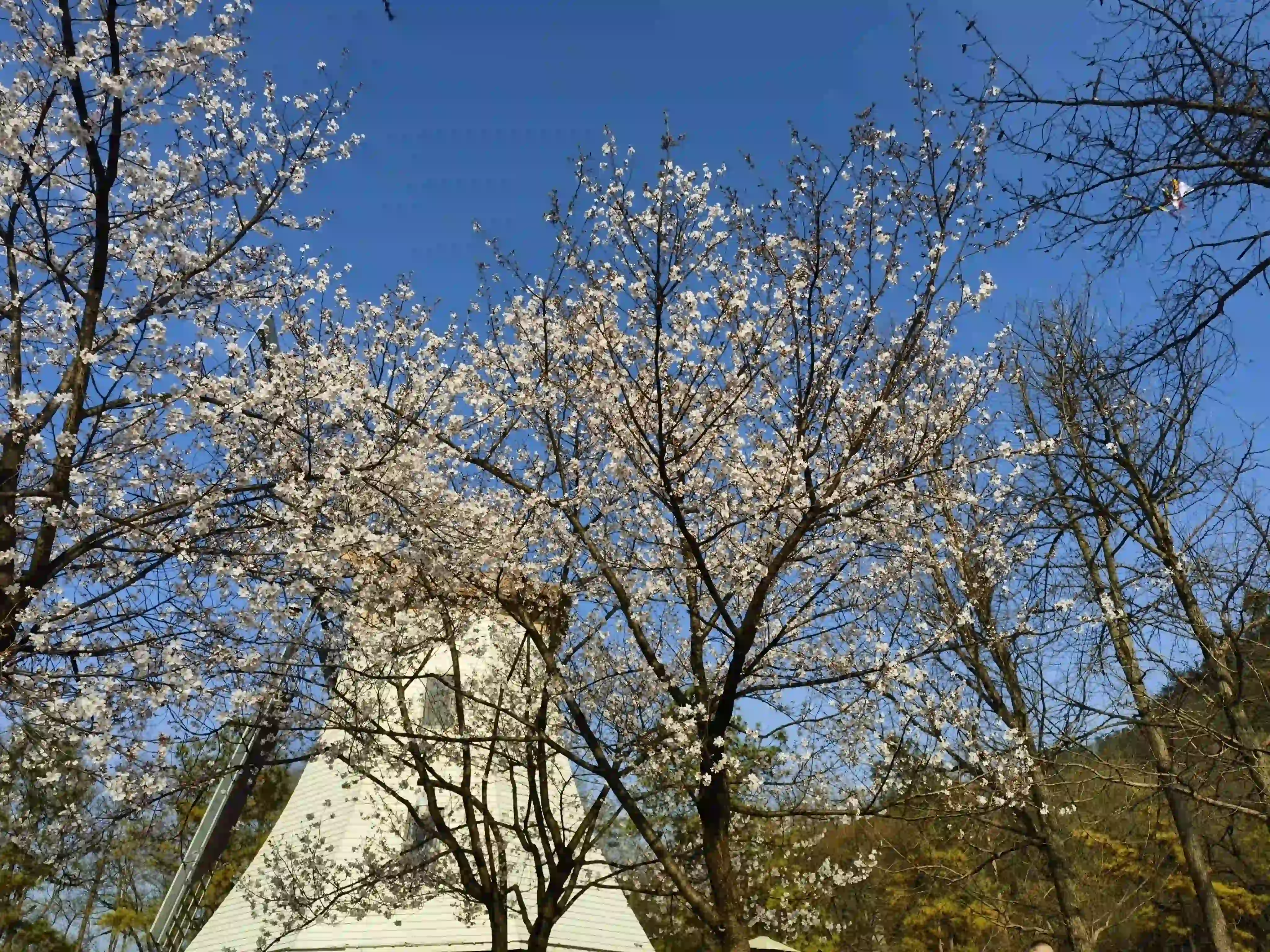盛开的樱花 盛开的樱花