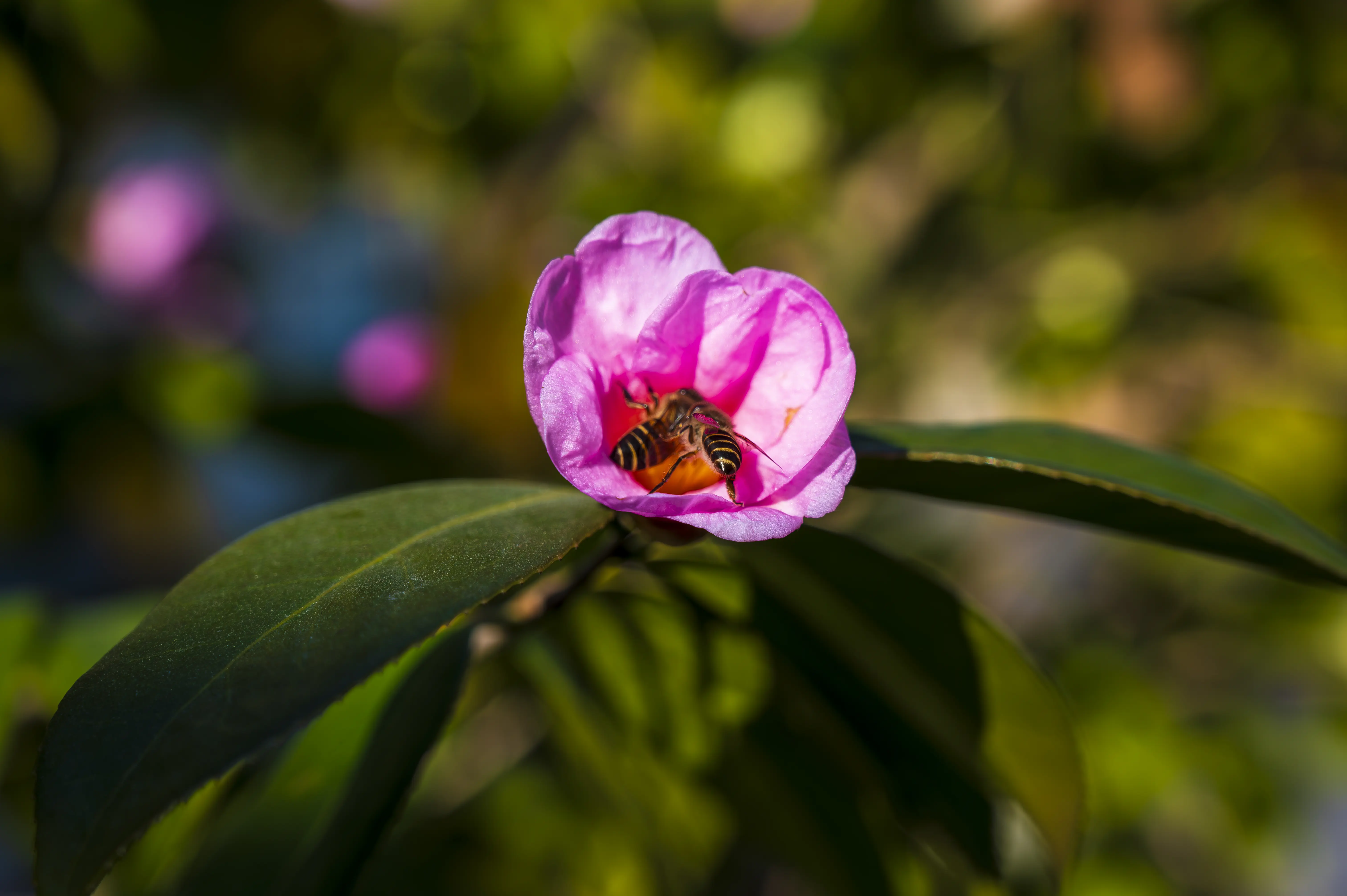 采花蜜中的蜜蜂 采花蜜中的蜜蜂