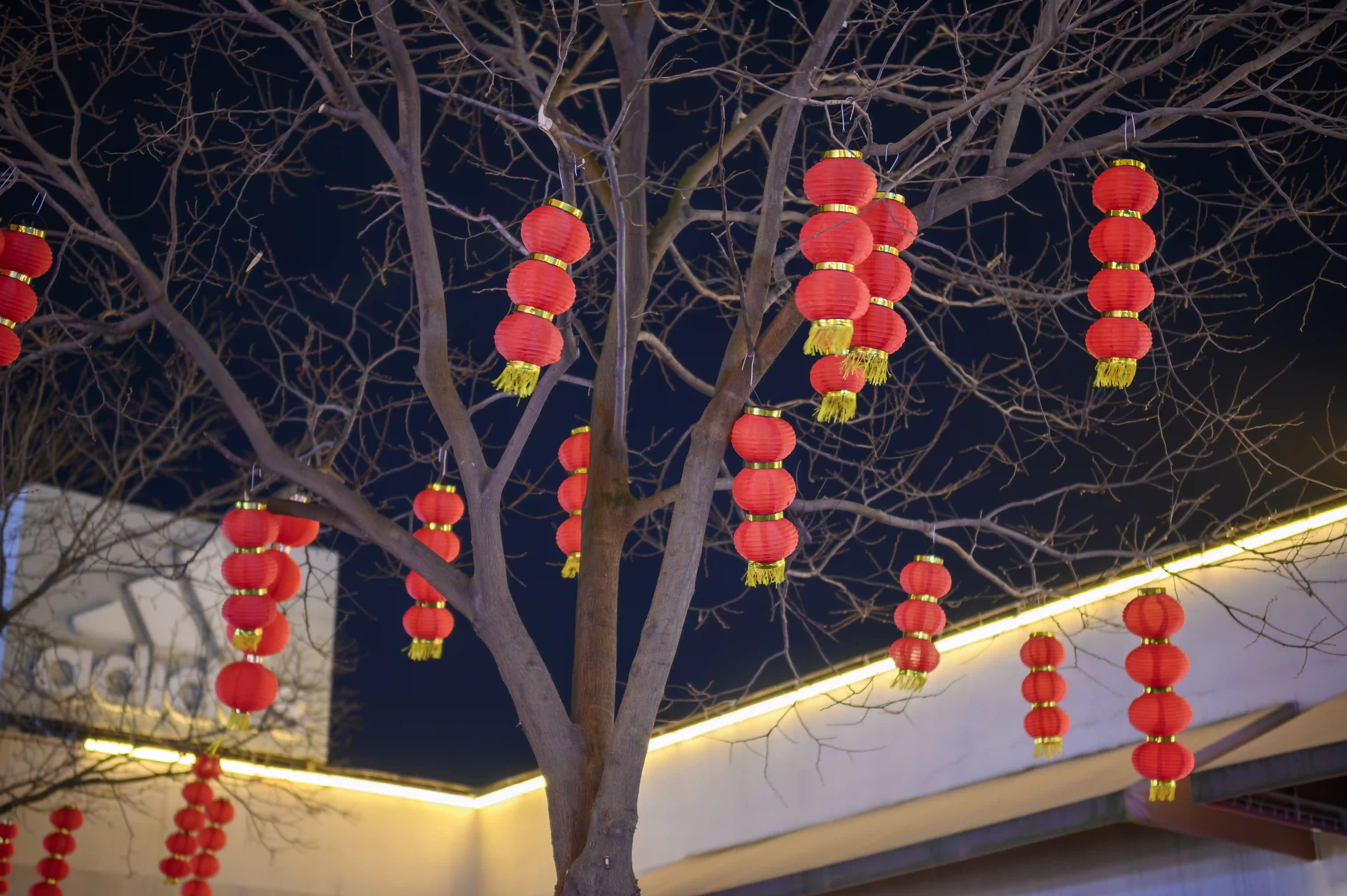 灯笼高挂枝头 灯笼高挂枝头