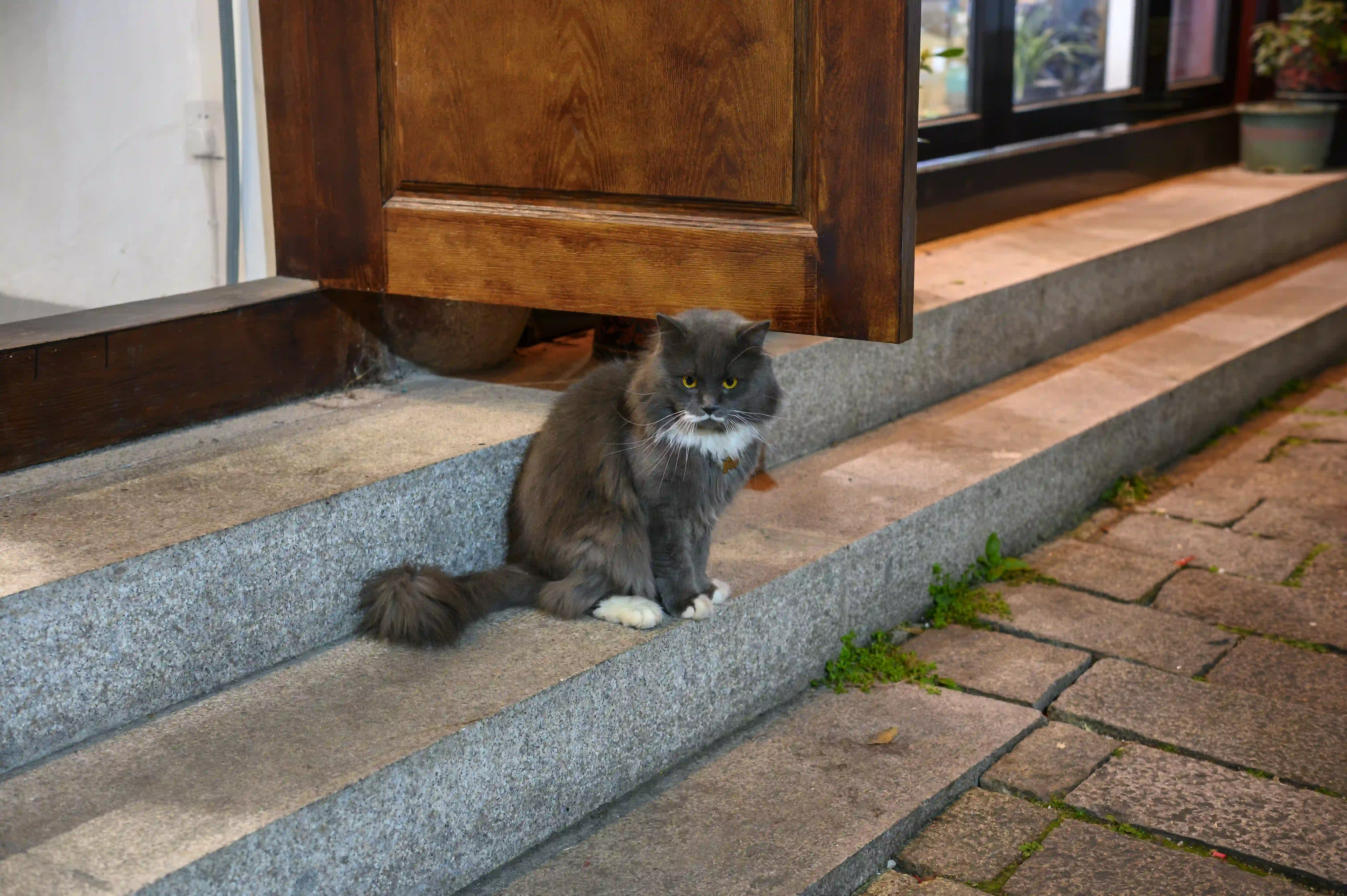 蹲在台阶上的黑猫 蹲在台阶上的黑猫