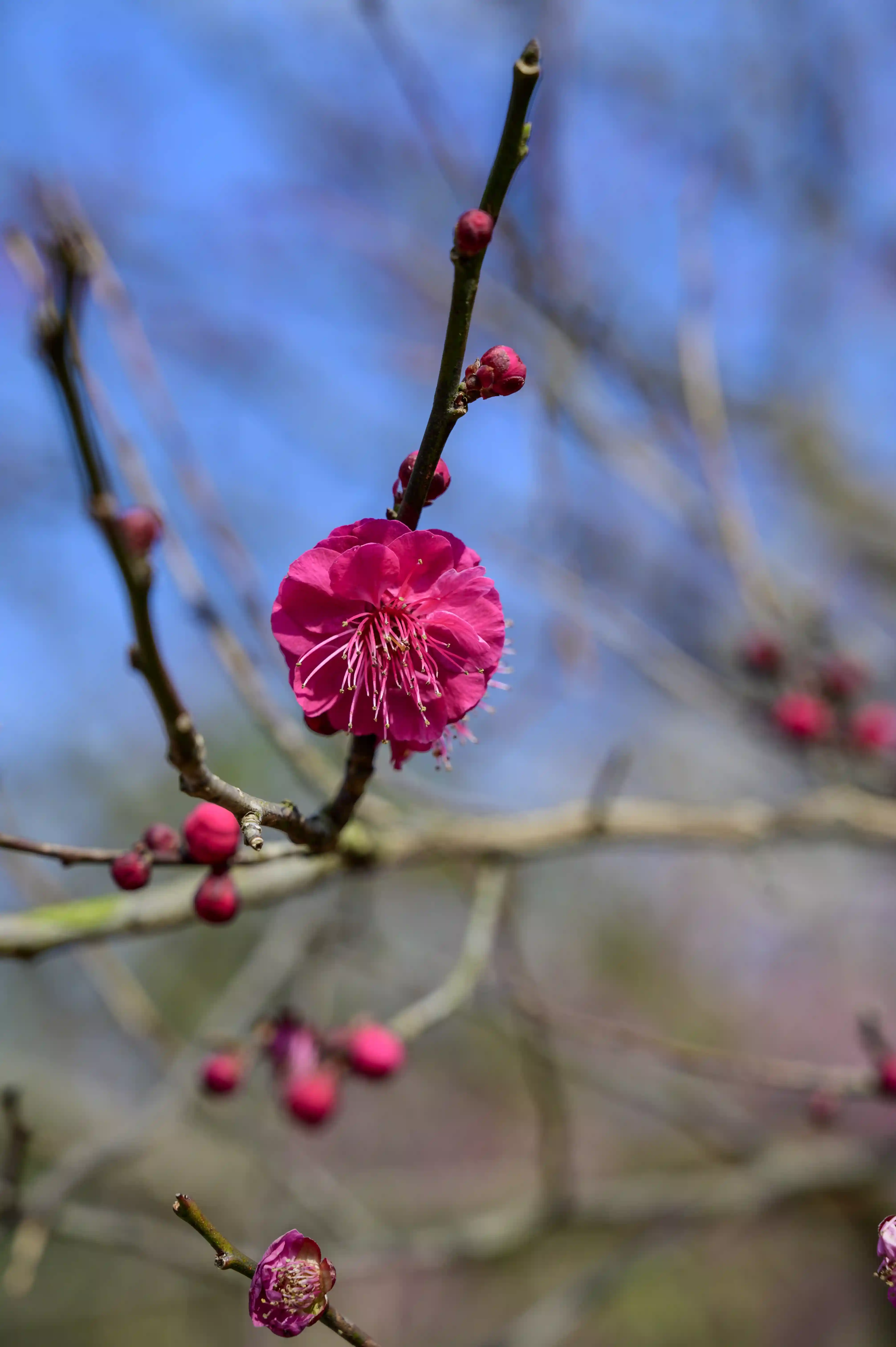 超山梅花 超山梅花