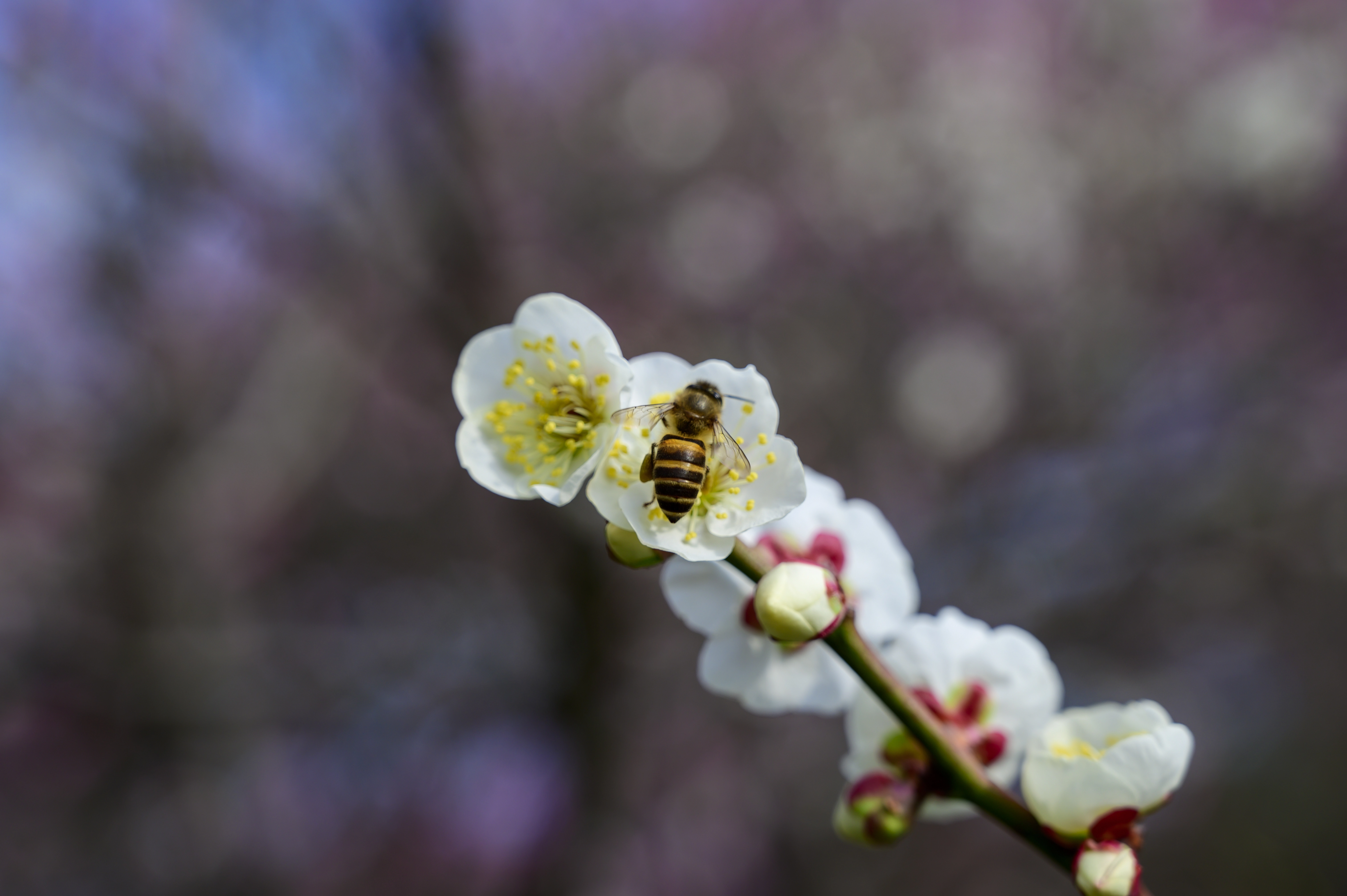 梅花丛中蜜蜂采蜜 梅花丛中蜜蜂采蜜