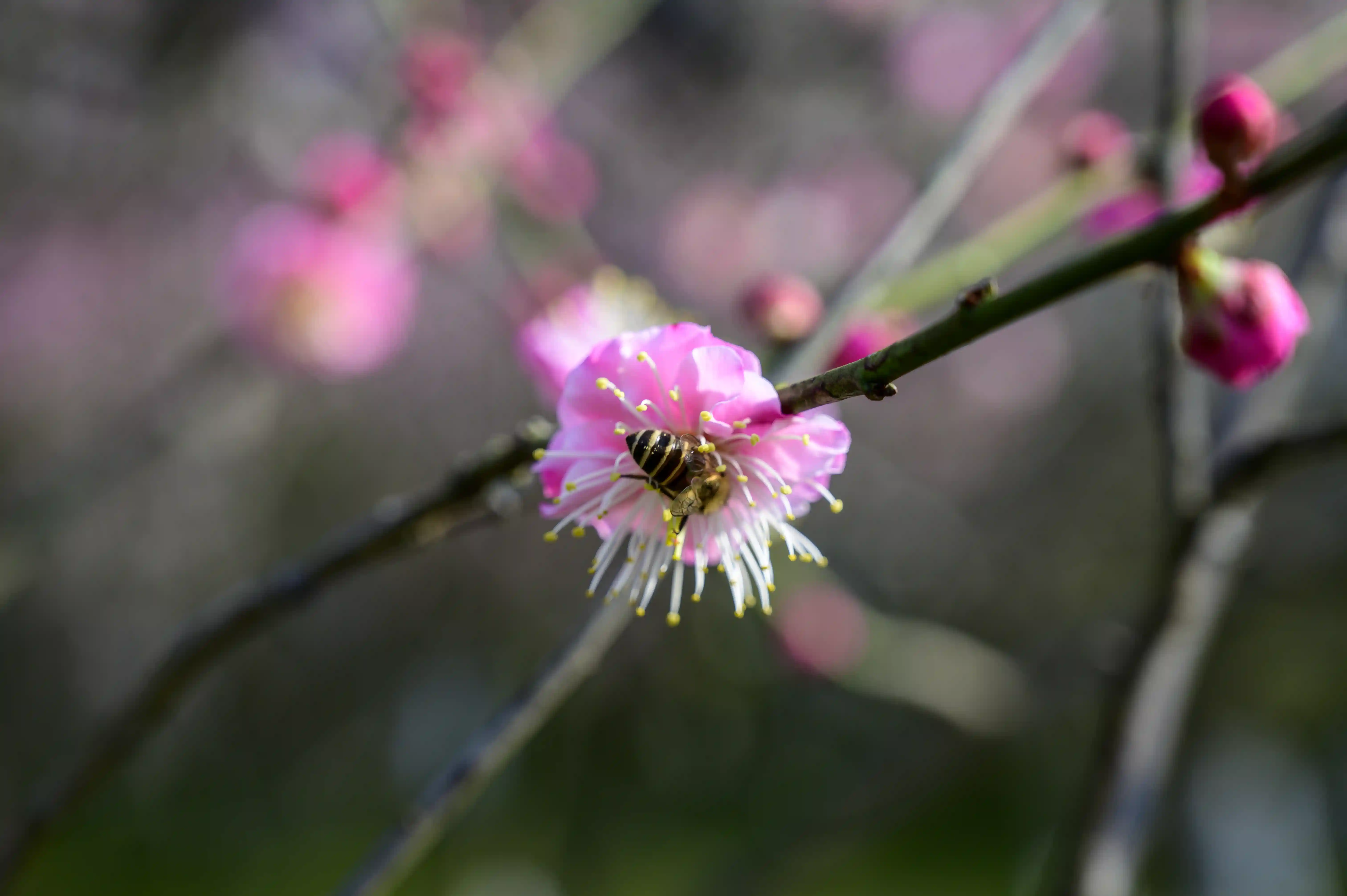 梅花丛中蜜蜂采蜜 梅花丛中蜜蜂采蜜