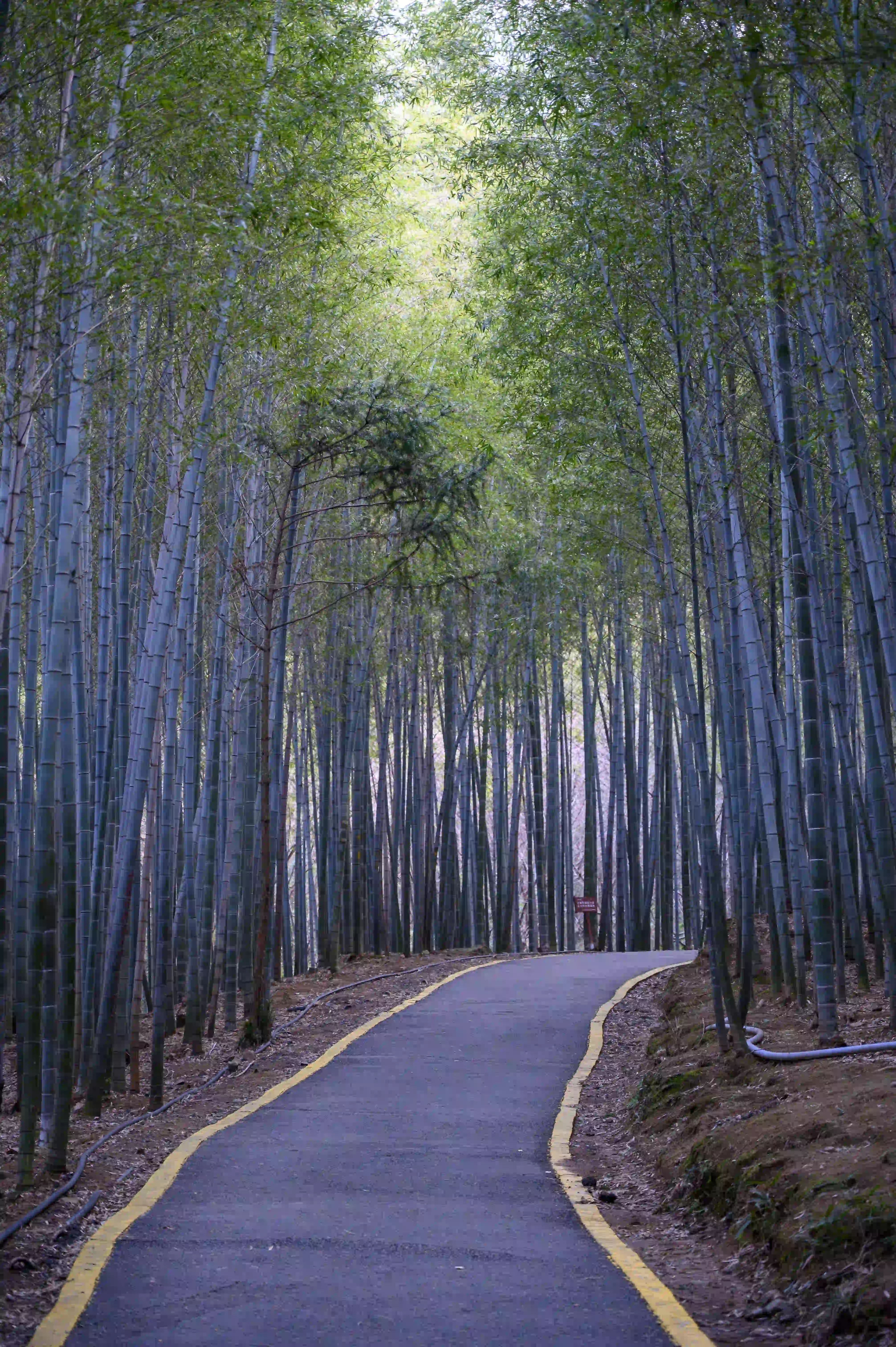竹林间小路 竹林间小路