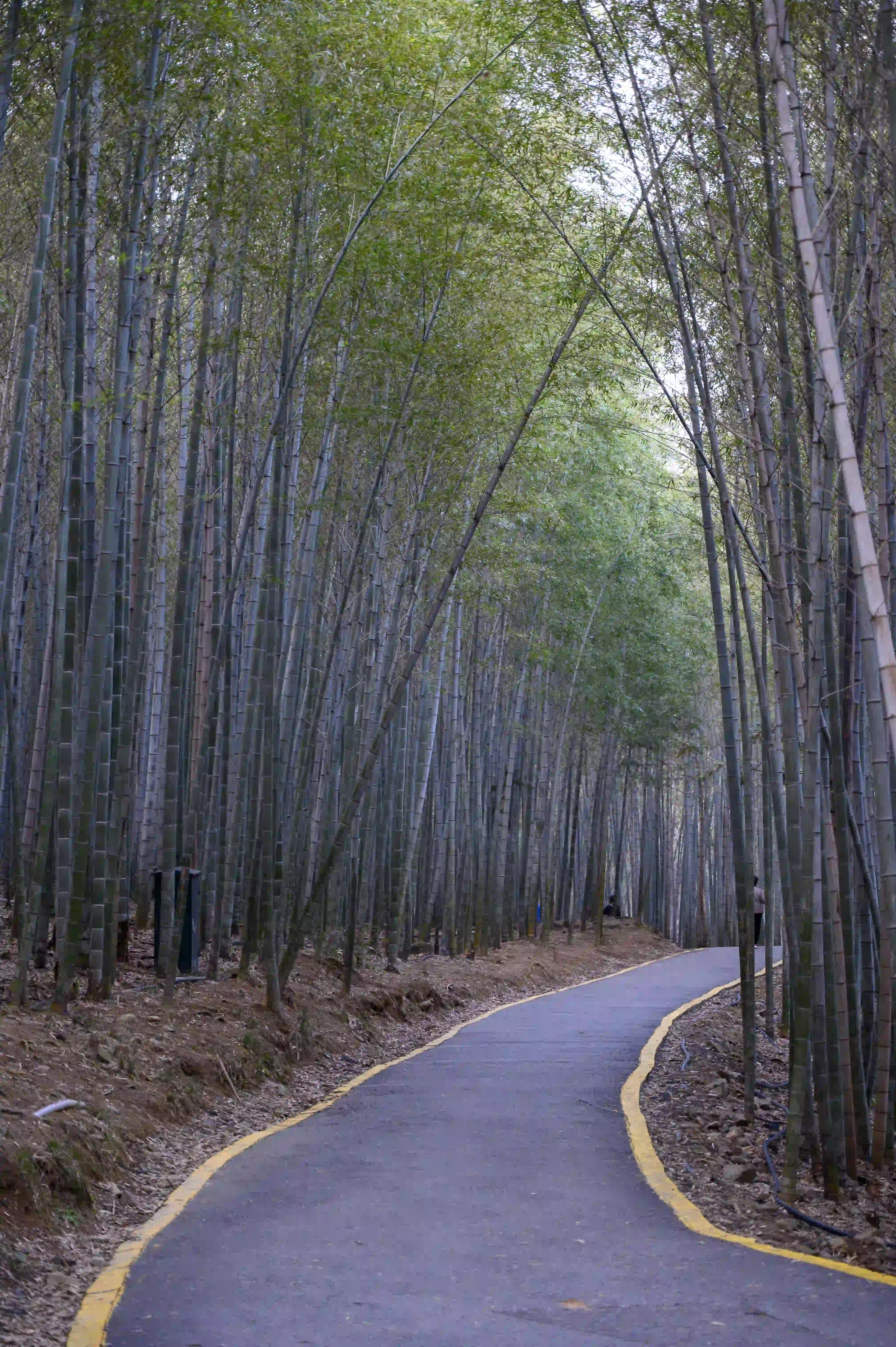 竹林间小路 竹林间小路