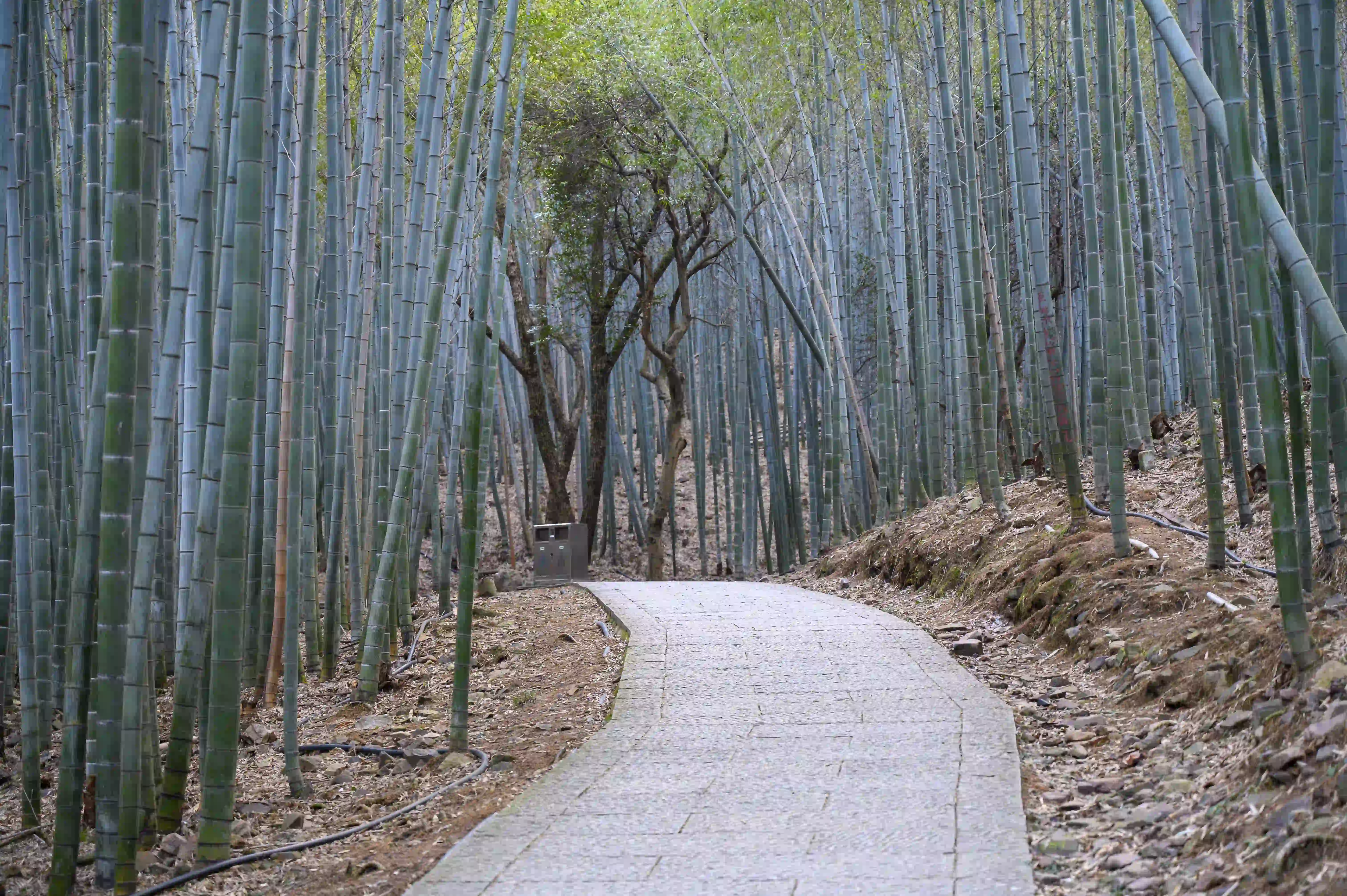 竹林间上山石头台阶 竹林间上山石头台阶