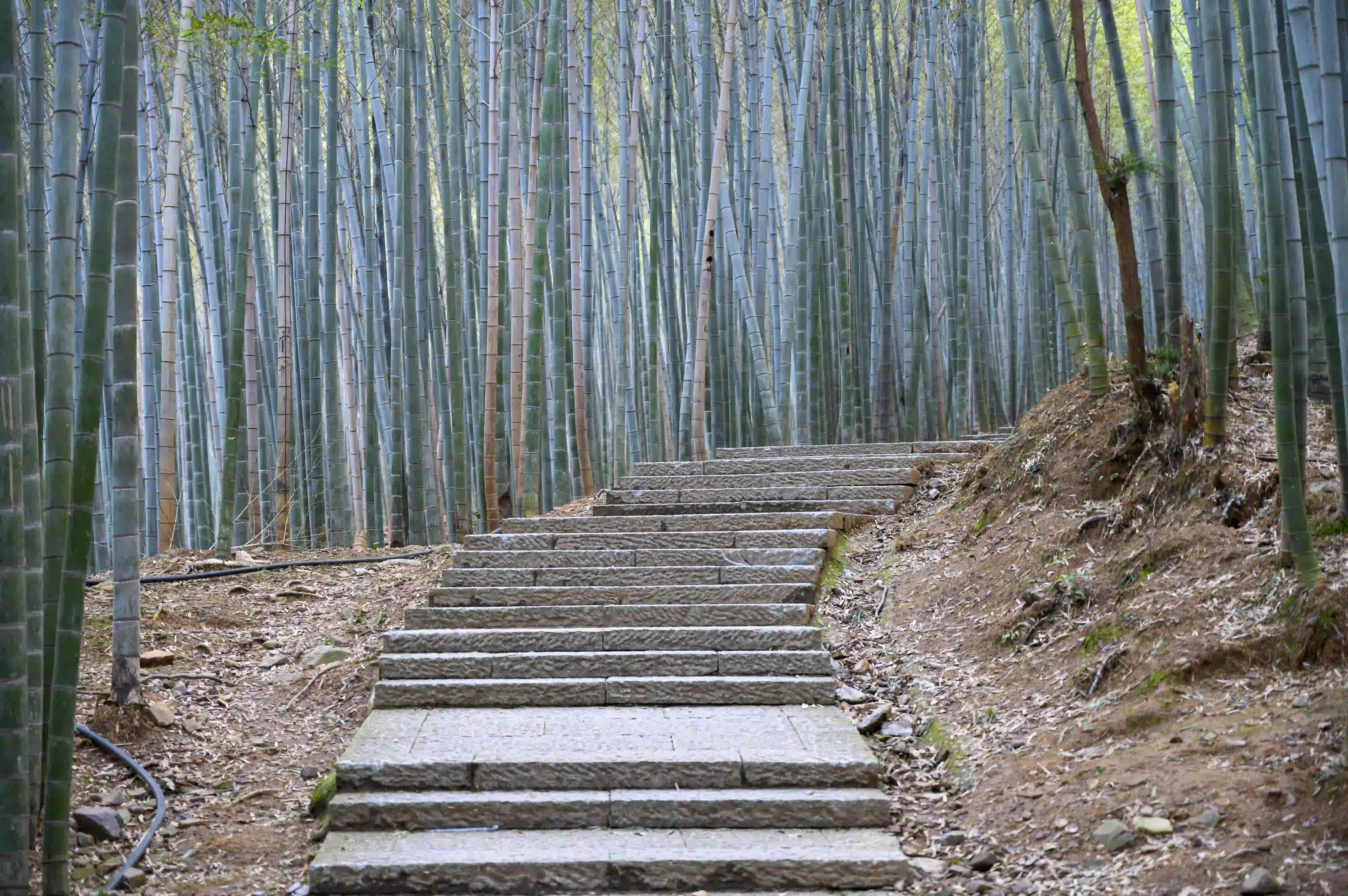 竹林间上山石头台阶 竹林间上山石头台阶