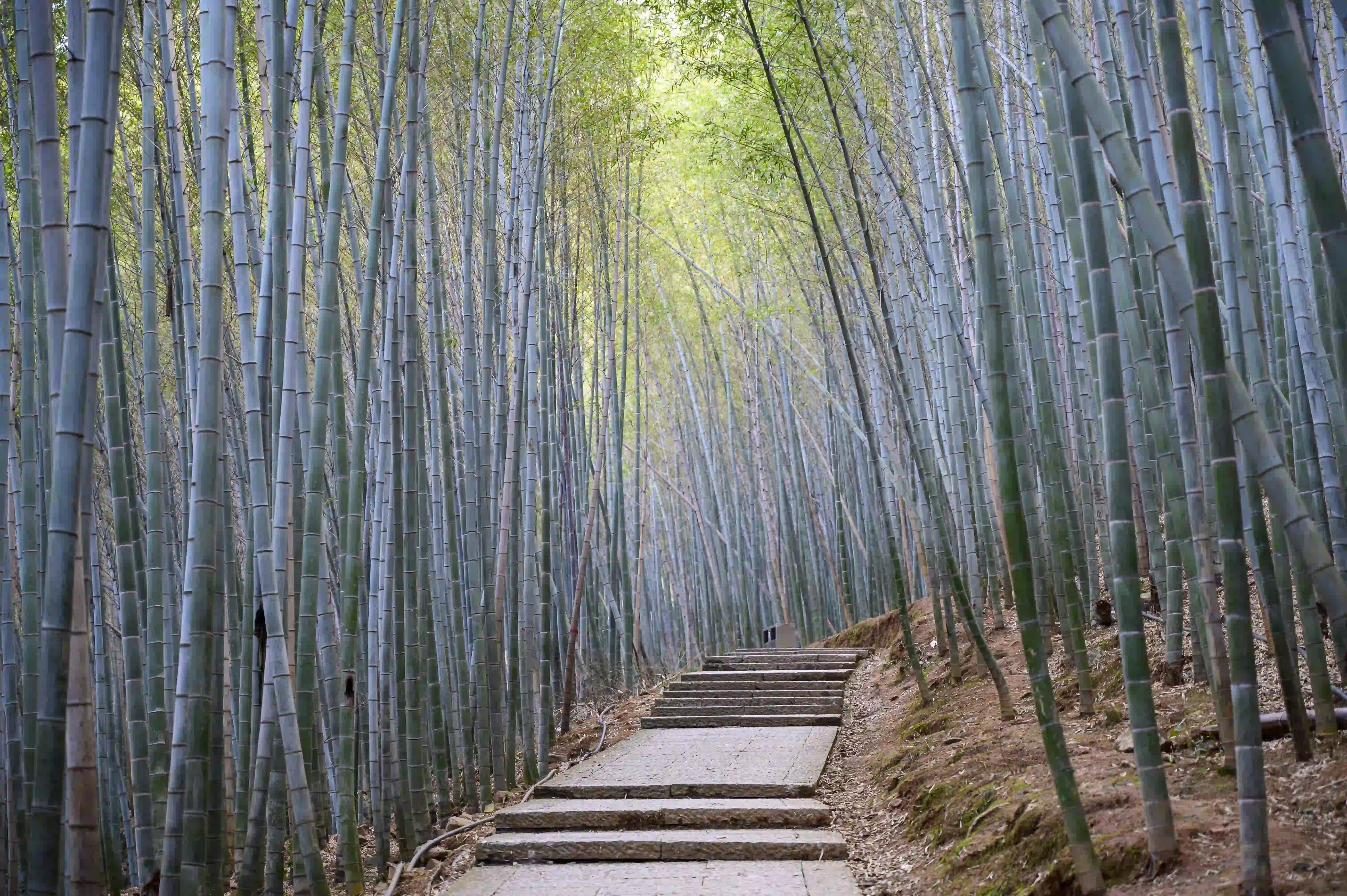 竹林间上山石头台阶 竹林间上山石头台阶