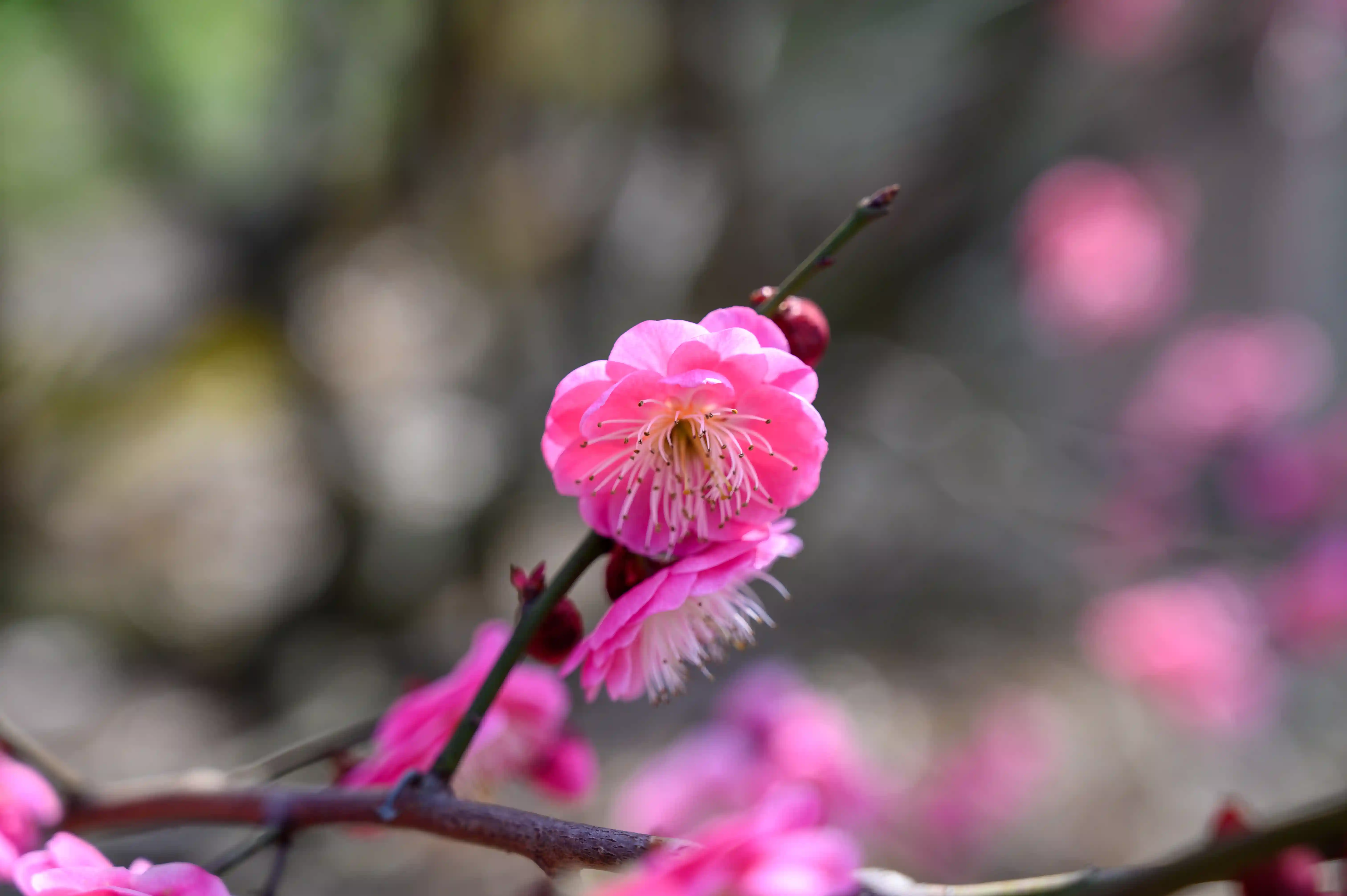 赏梅 赏梅