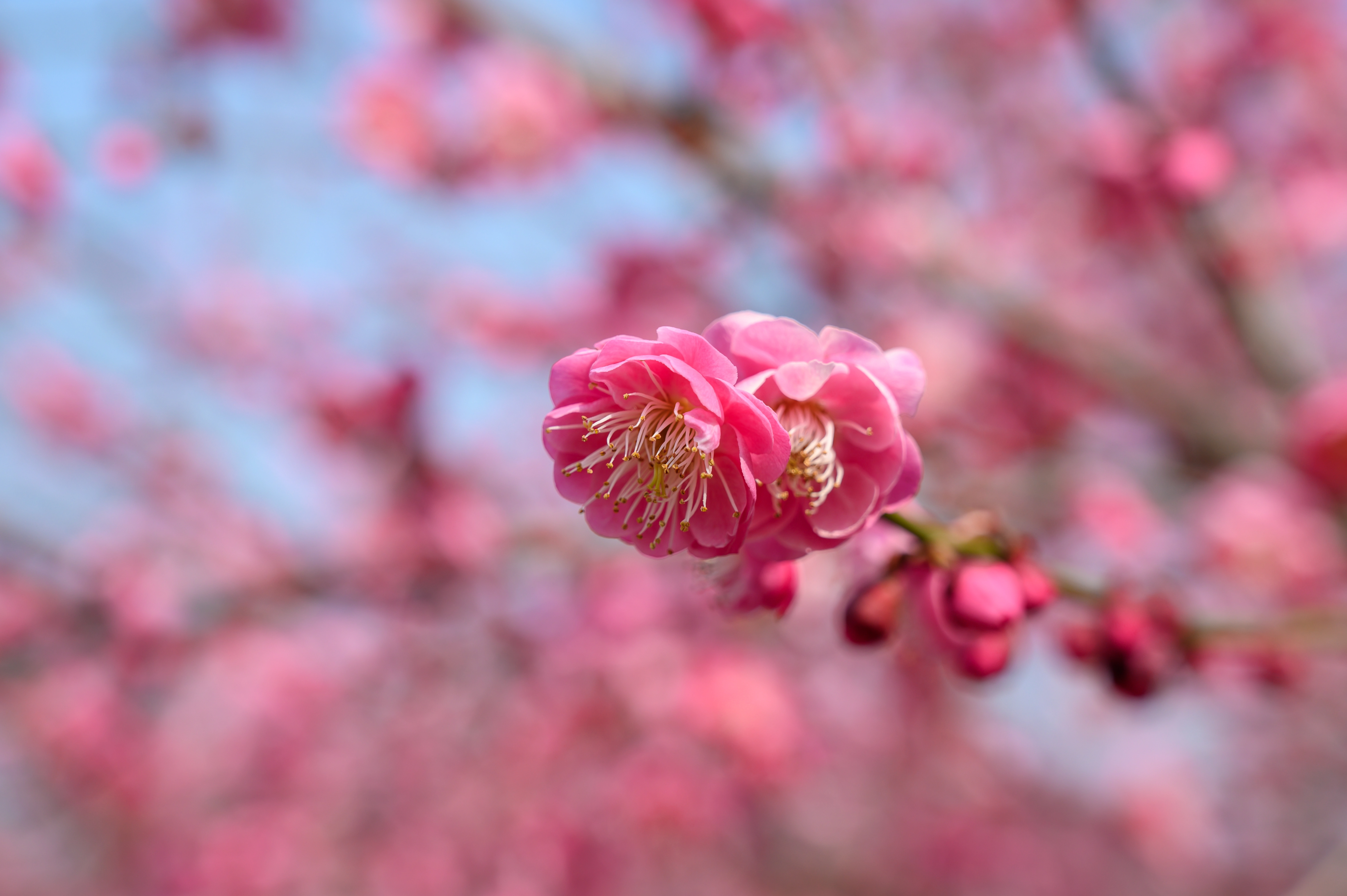 赏梅 赏梅