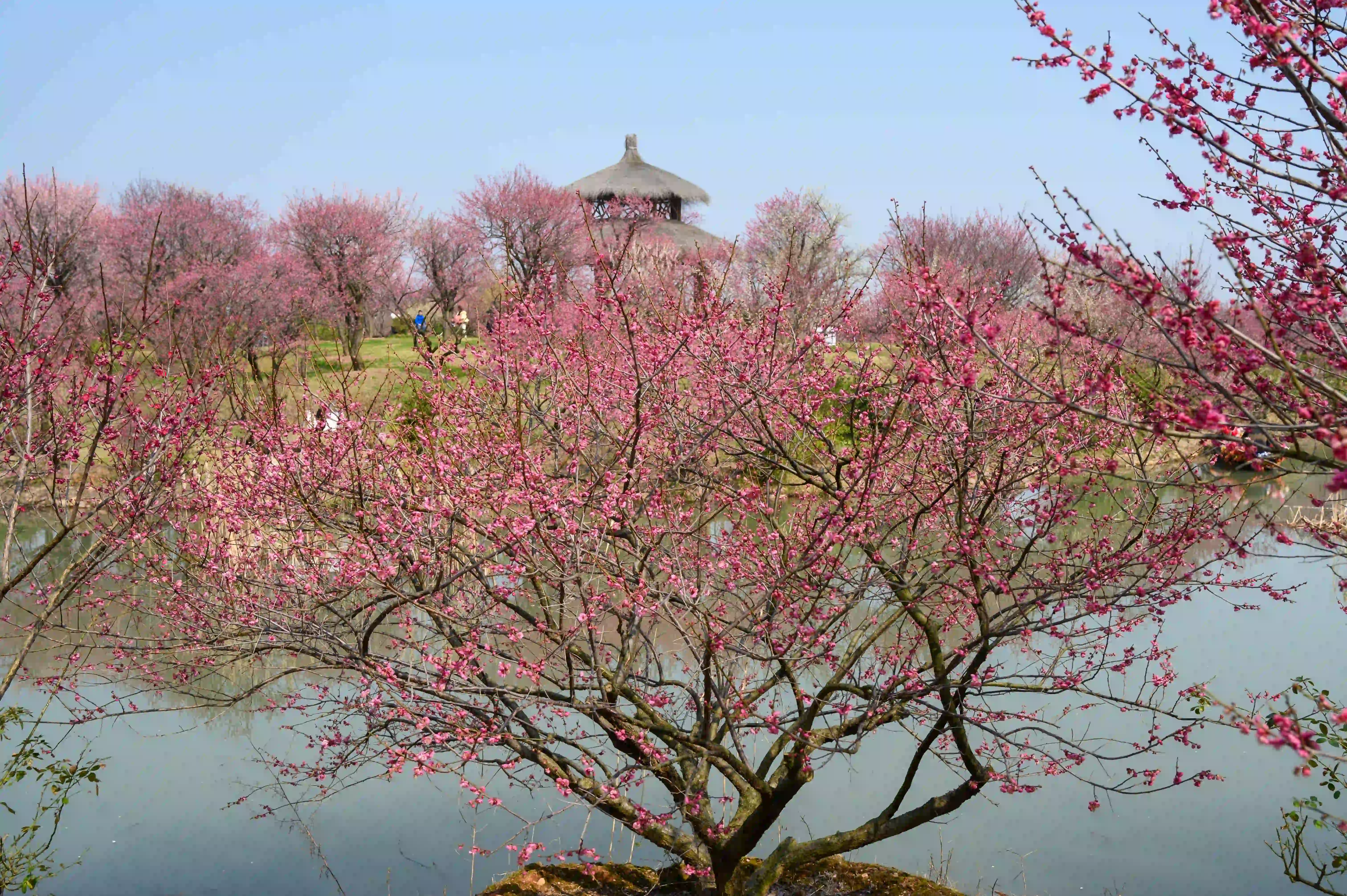湖边的梅花 湖边的梅花