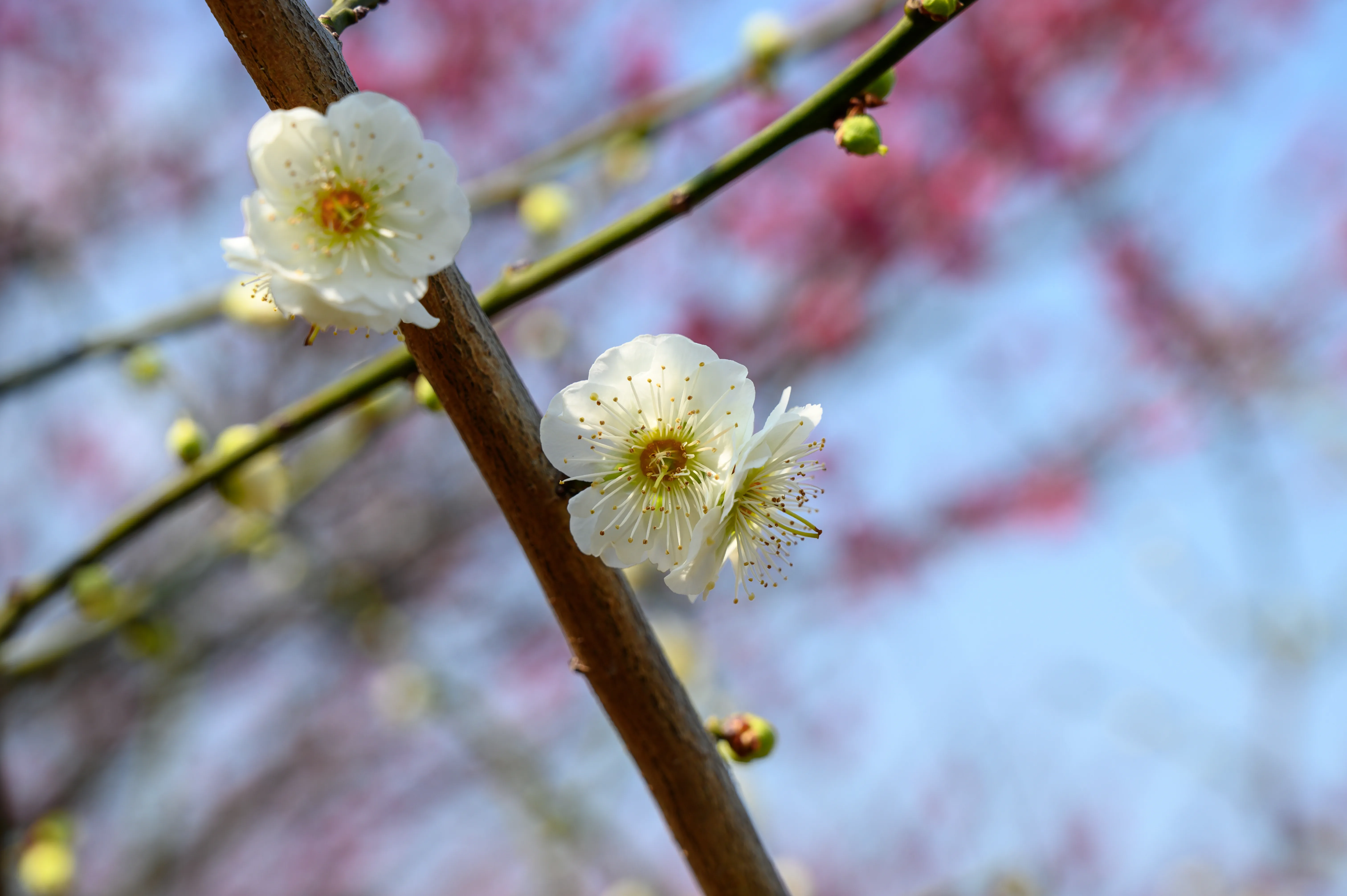 赏梅 赏梅