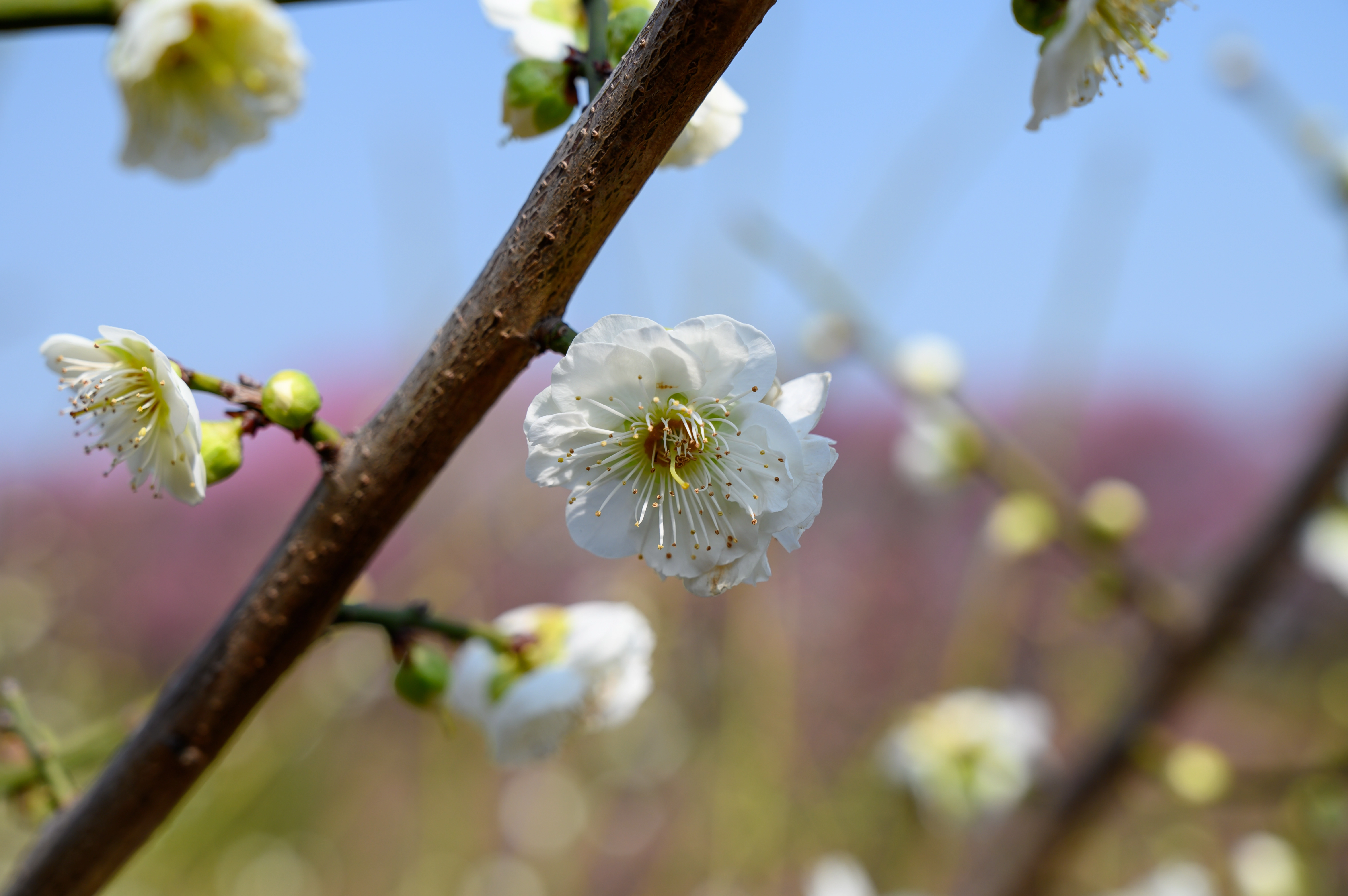 赏梅 赏梅