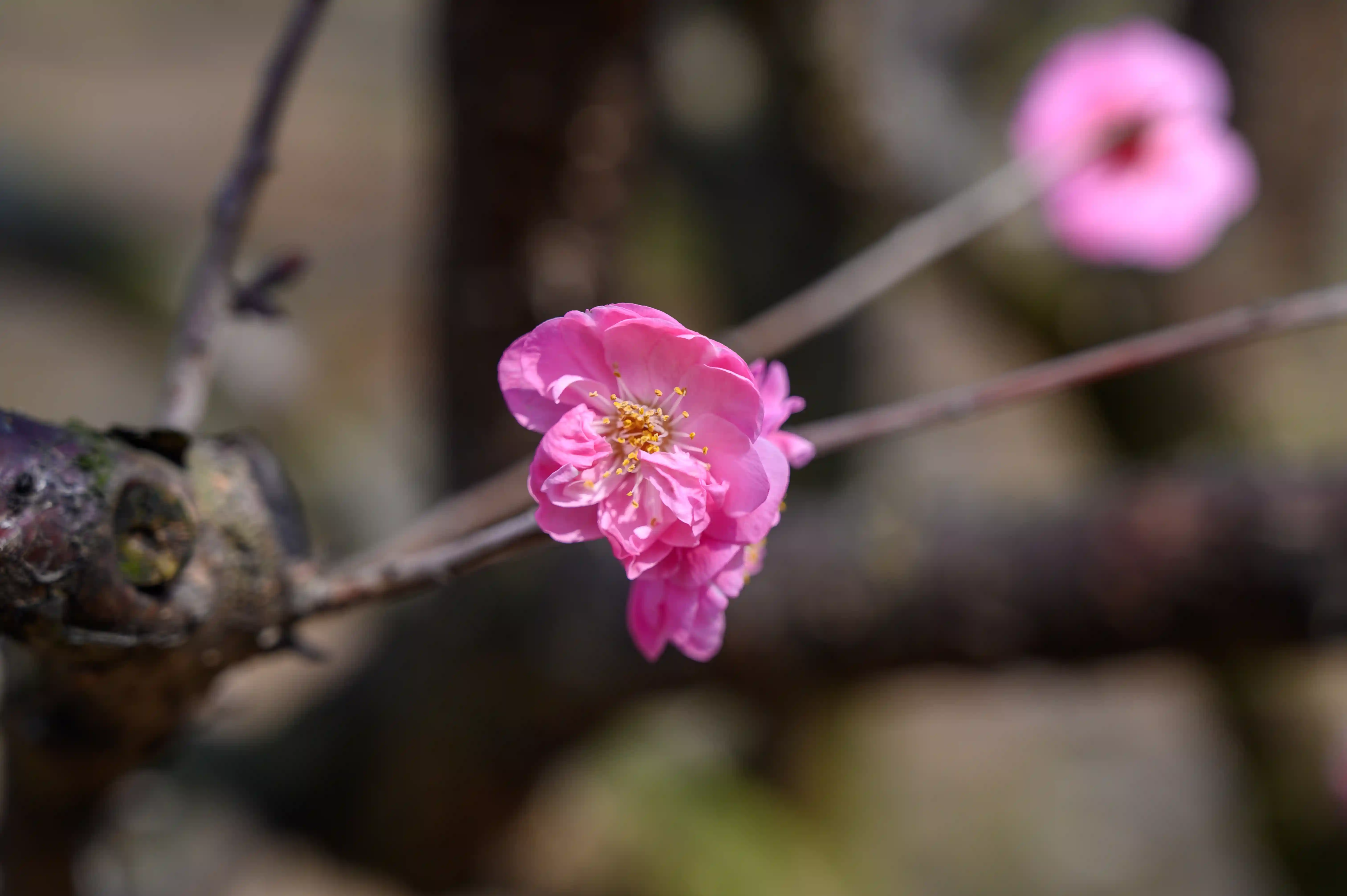 赏梅 赏梅