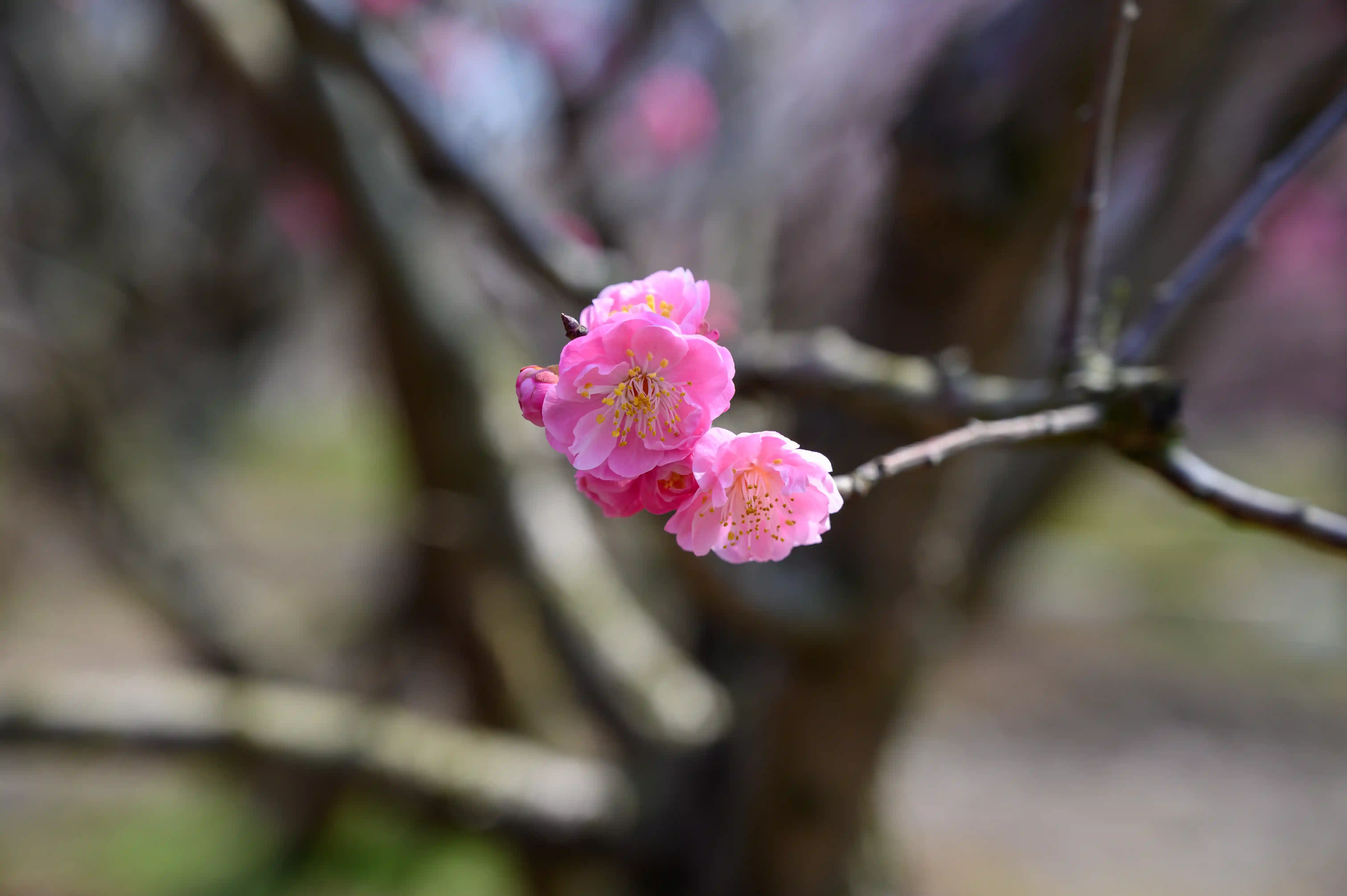赏梅 赏梅