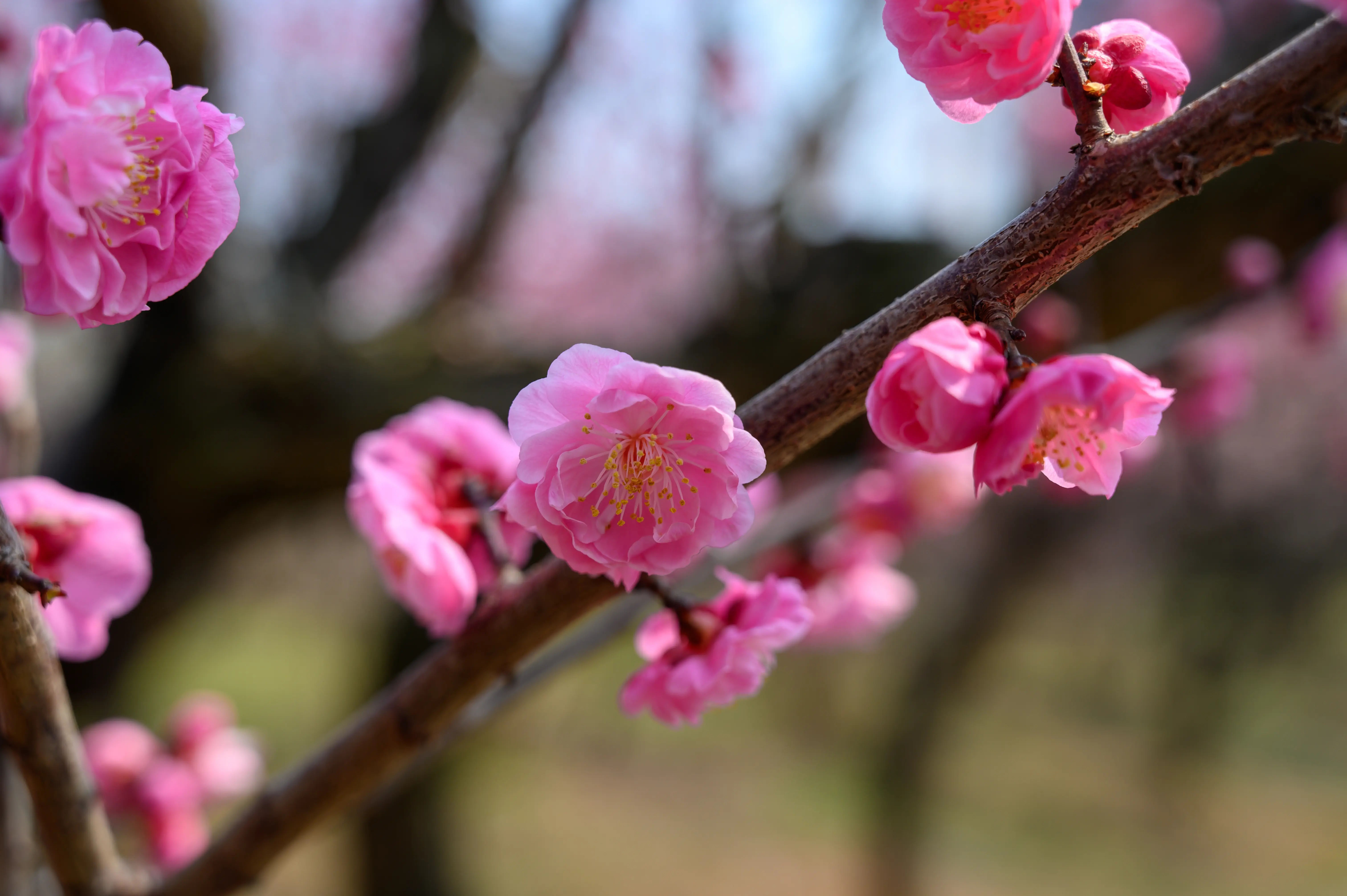 赏梅 赏梅
