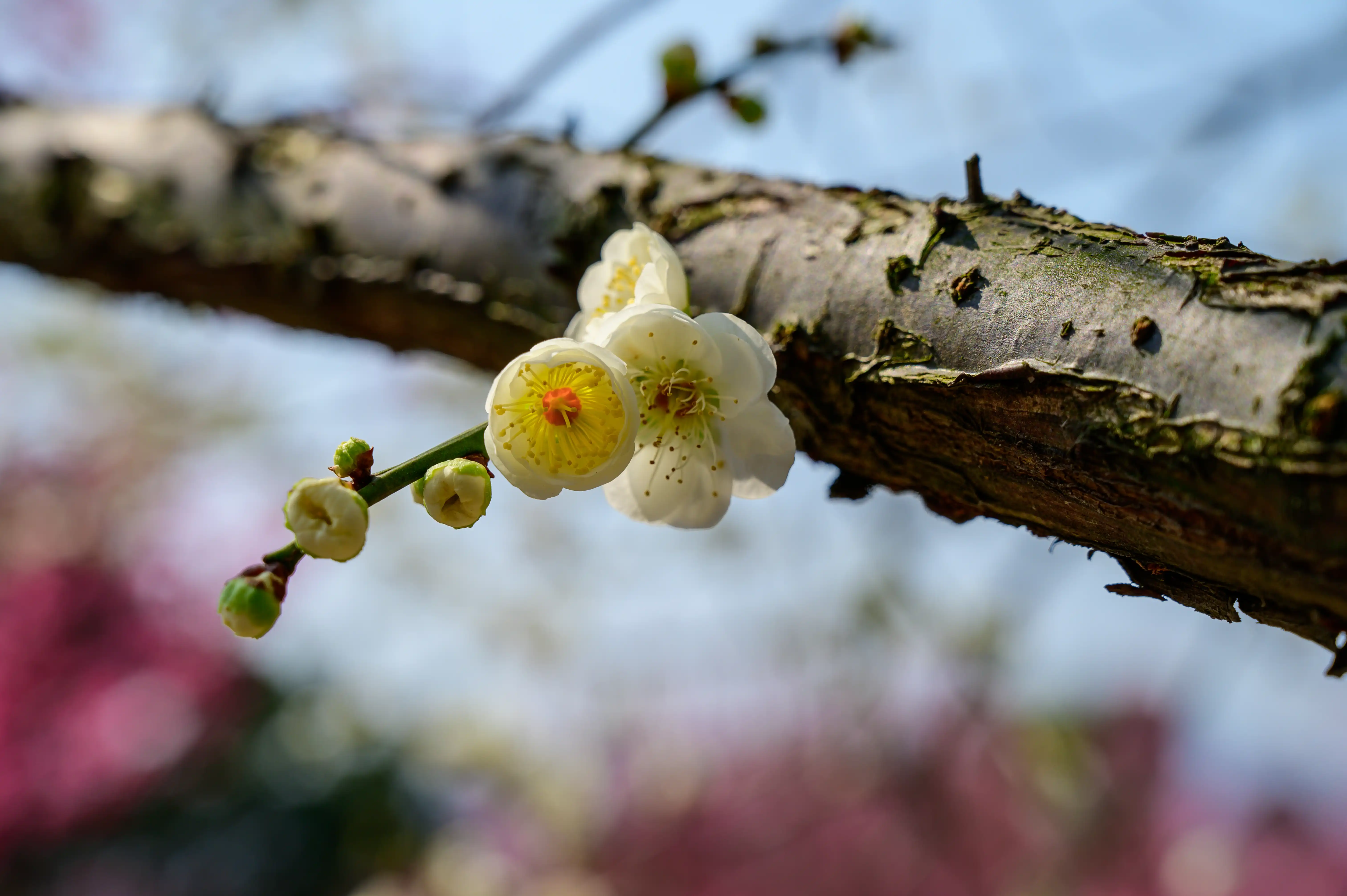 赏梅 赏梅