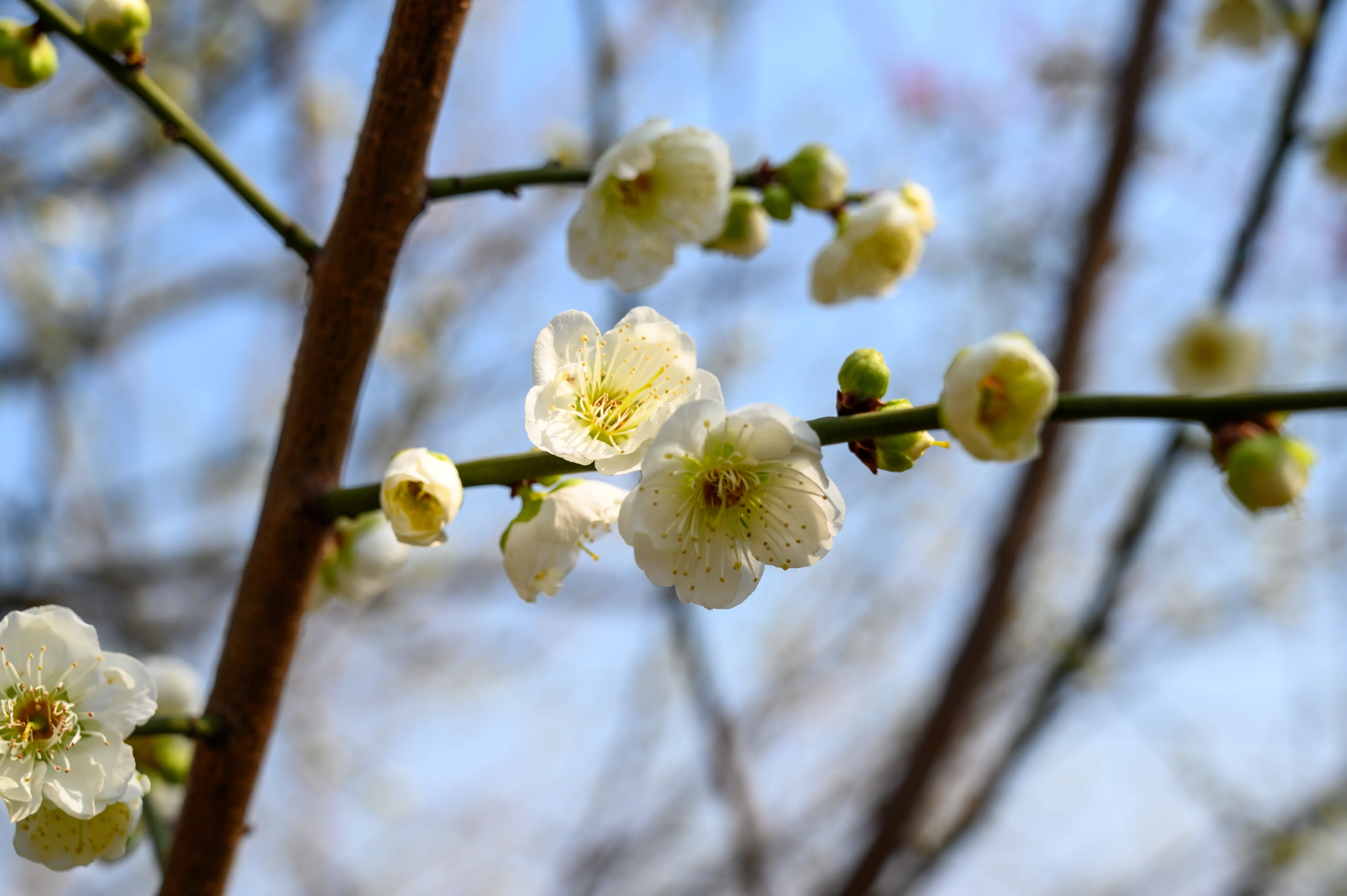 赏梅 赏梅