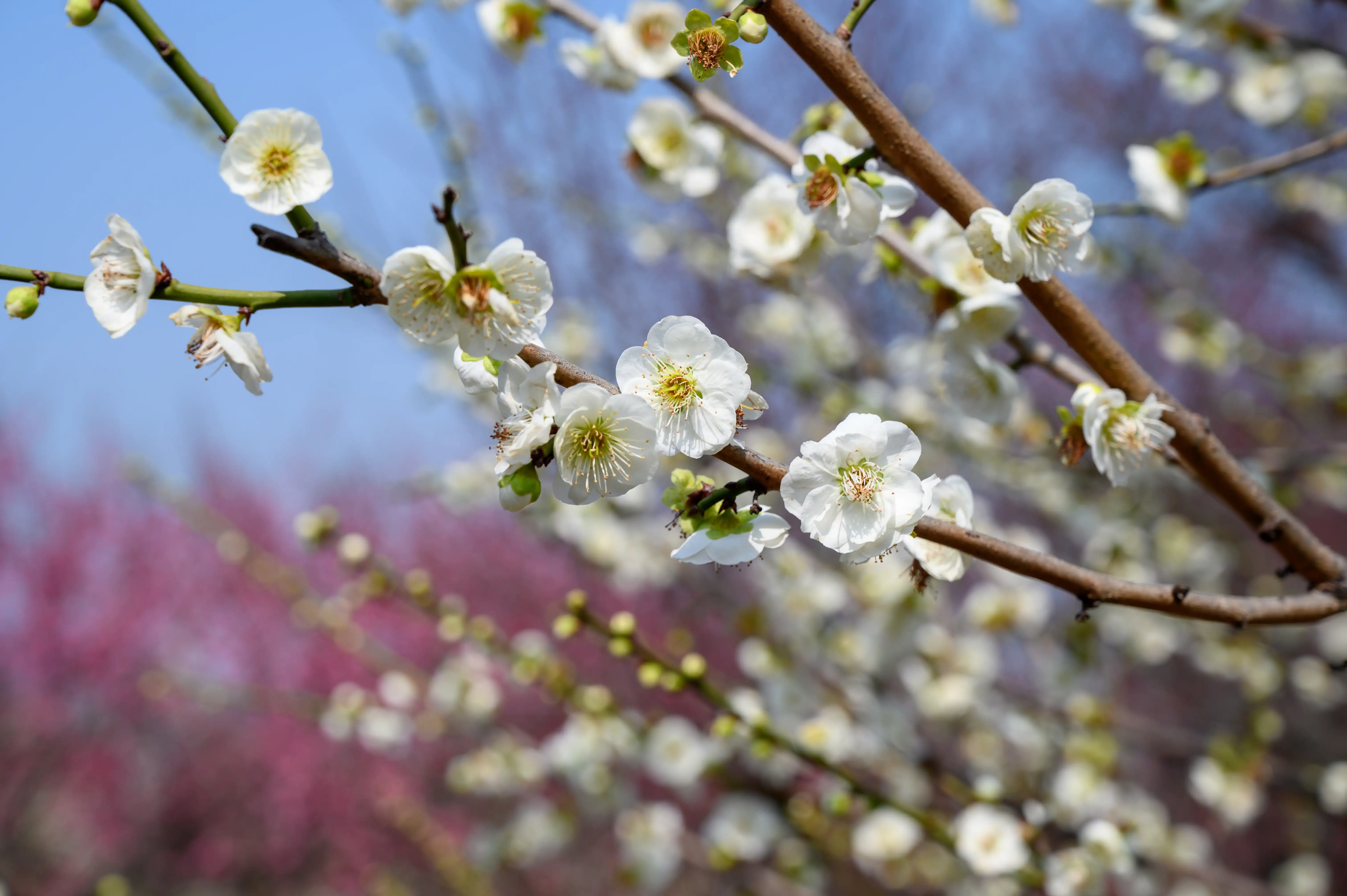 赏梅 赏梅
