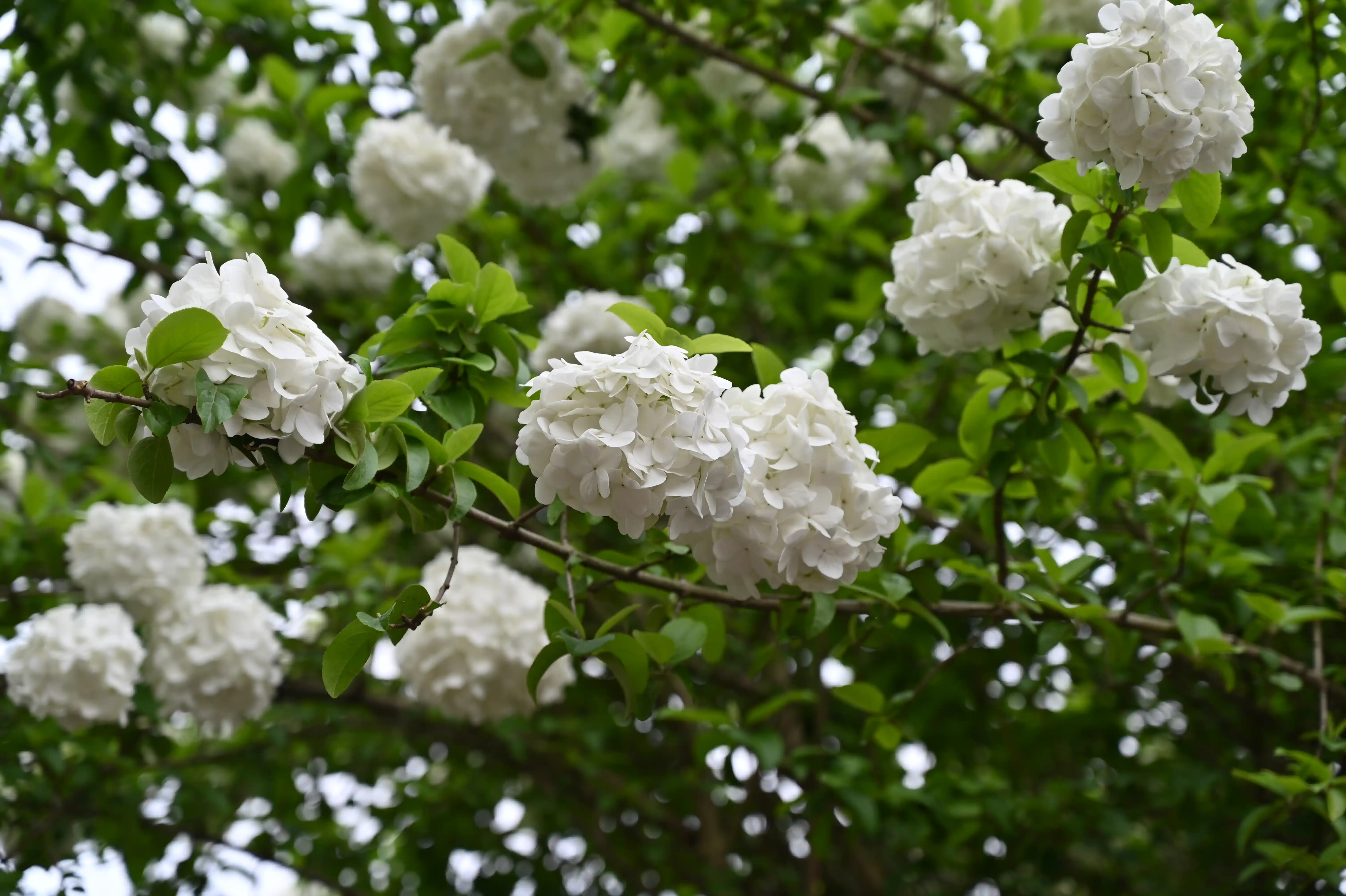 绣球花 绣球花
