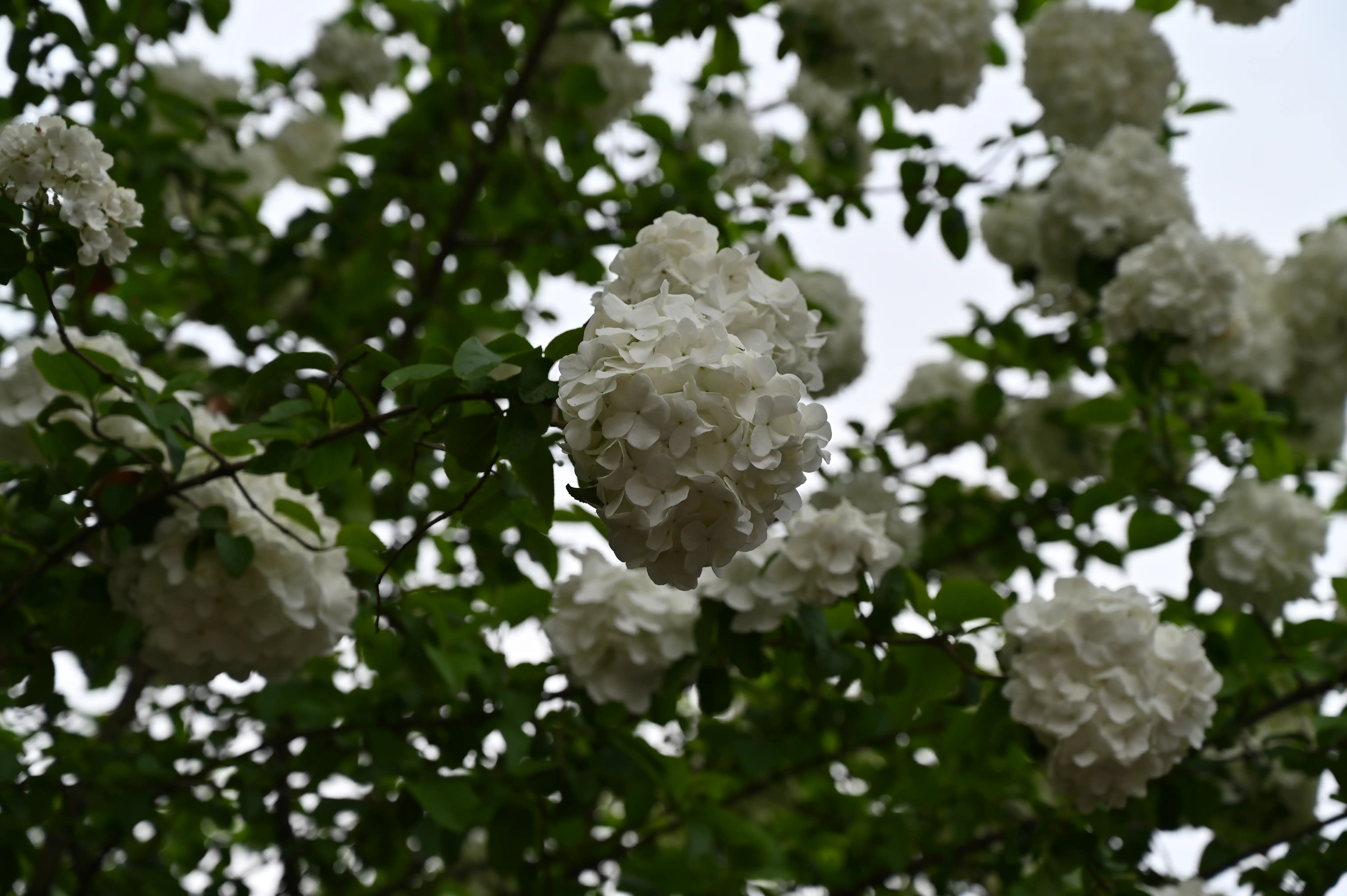 绣球花 绣球花