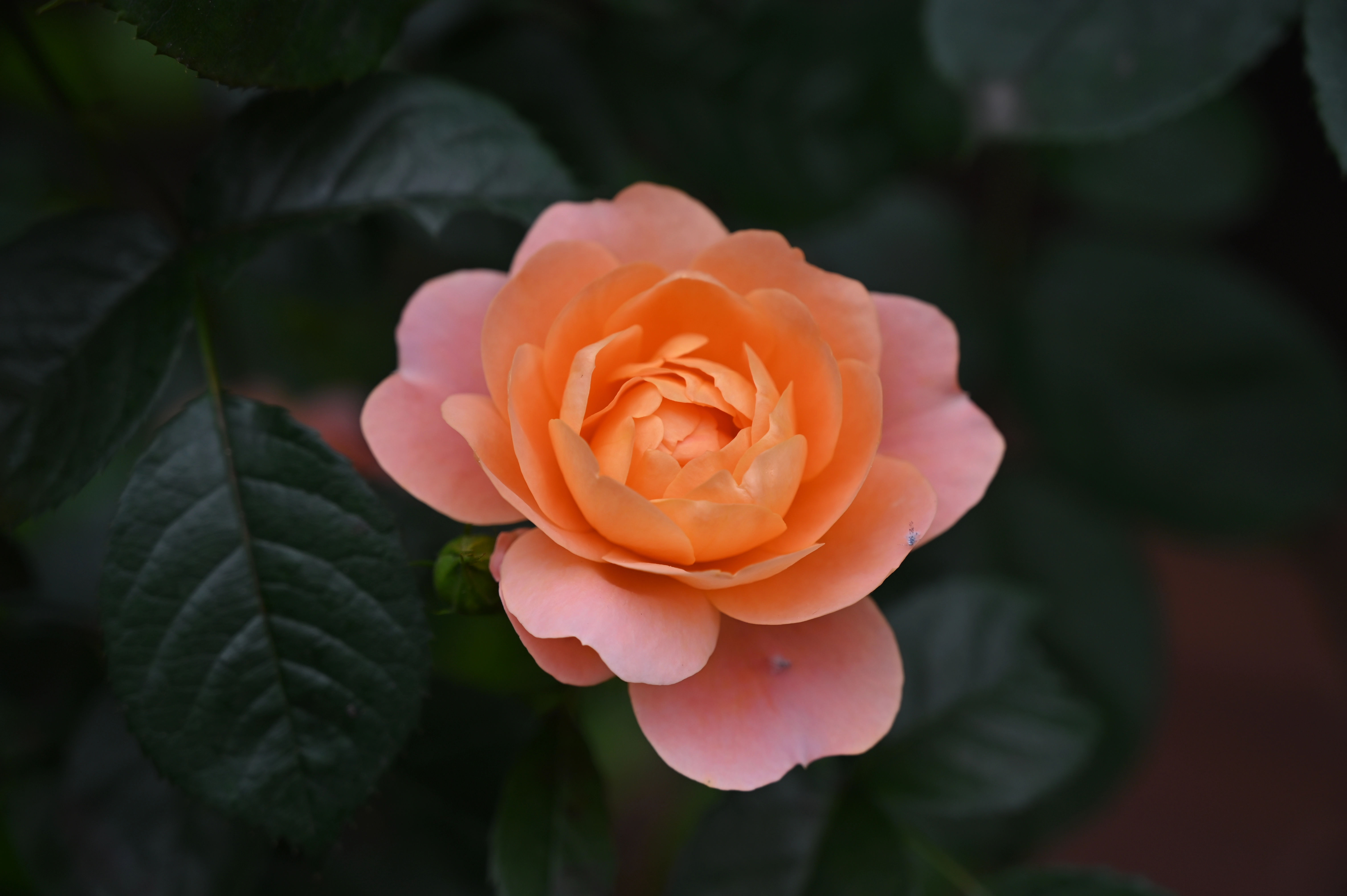 月季花 月季花