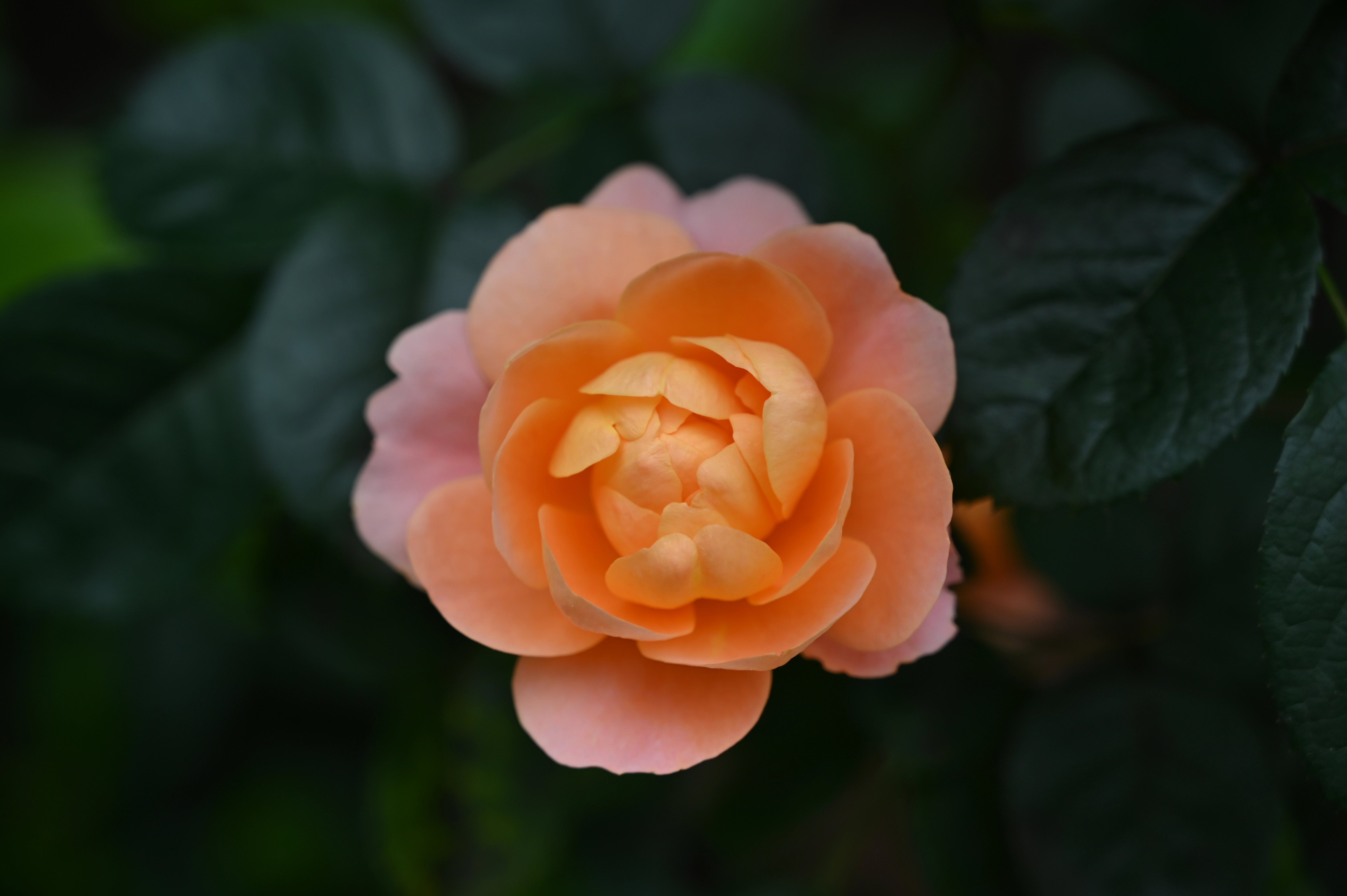 月季花 月季花