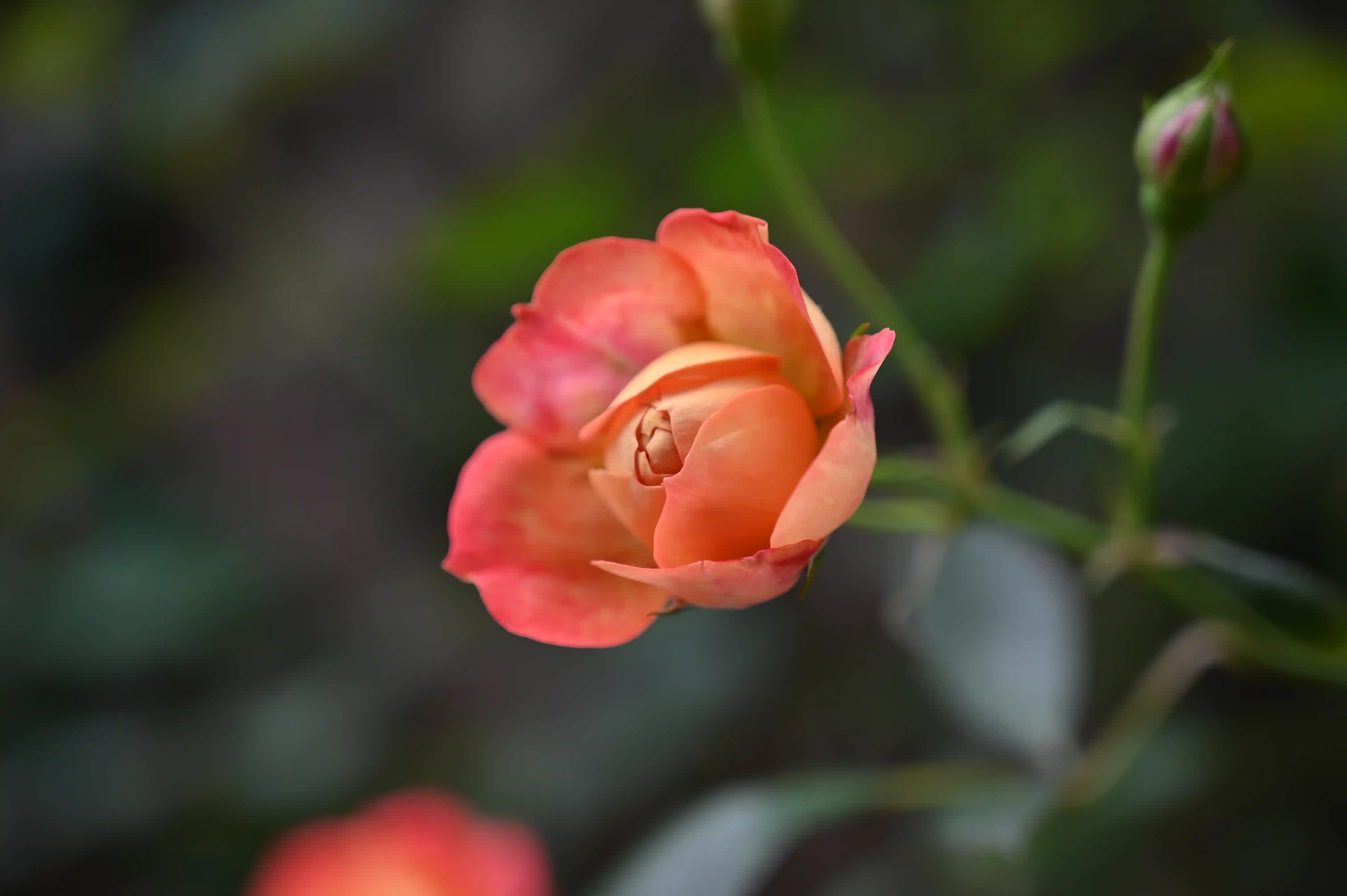 月季花 月季花
