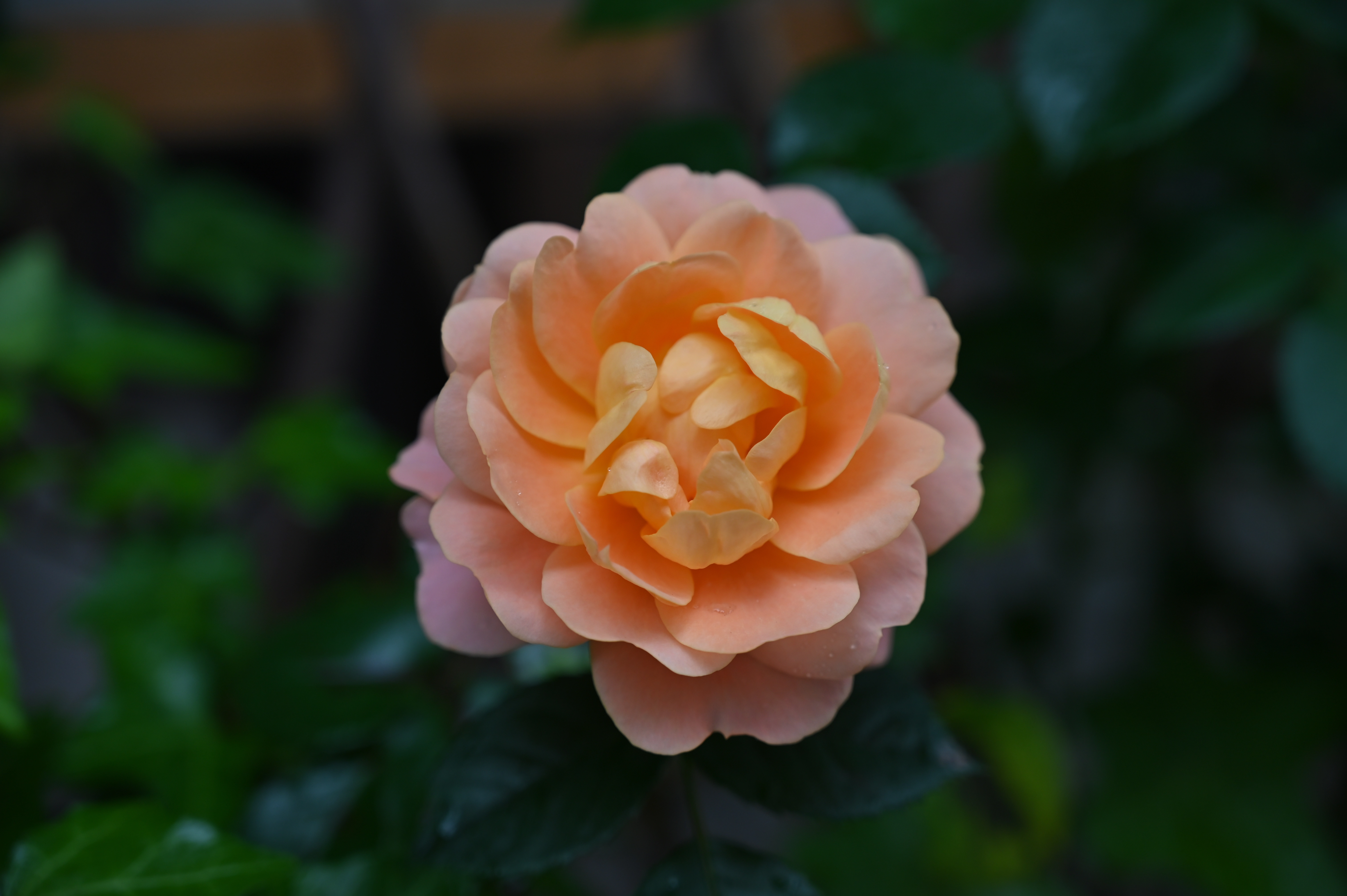 月季花 月季花