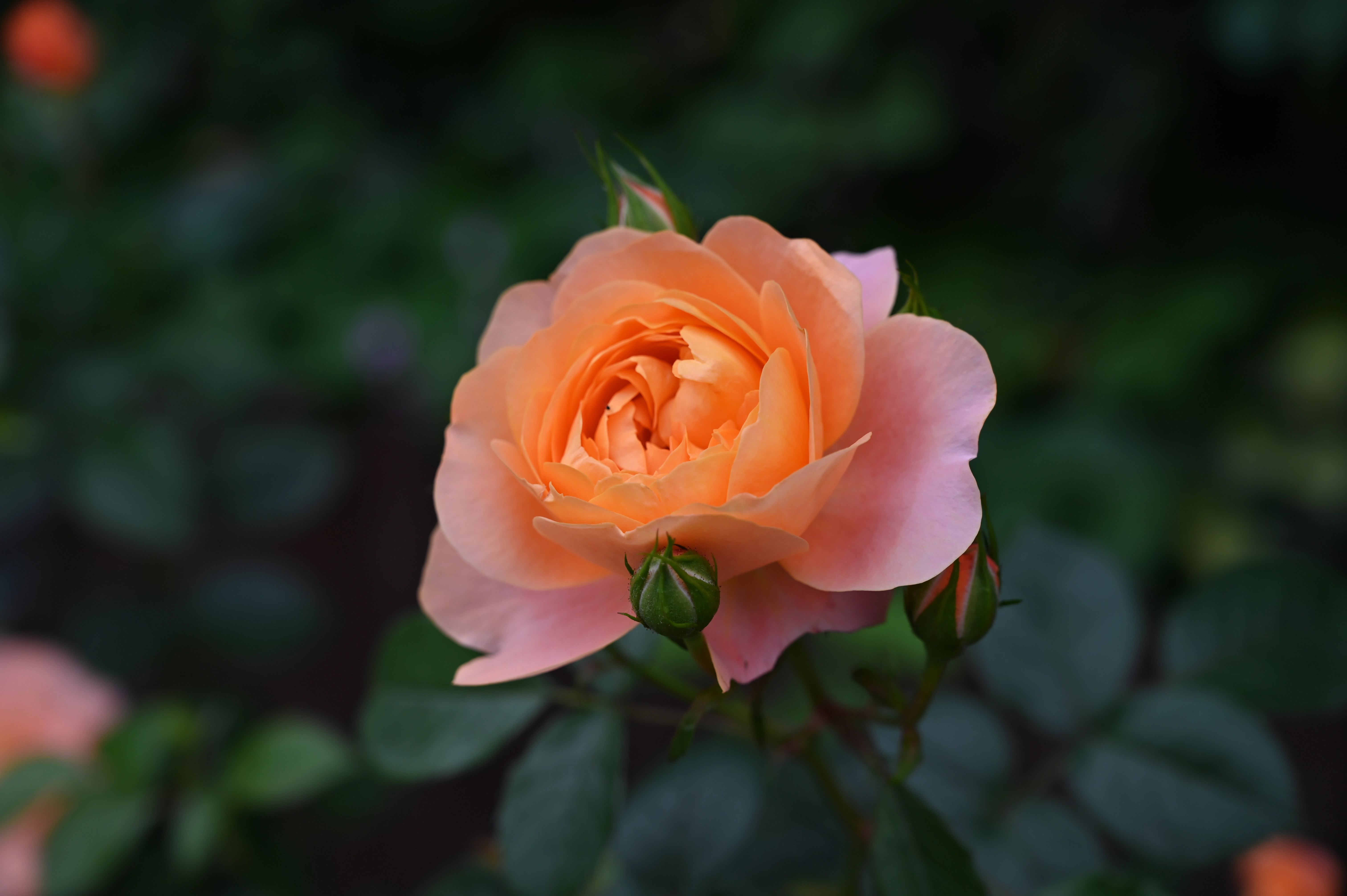 月季花 月季花