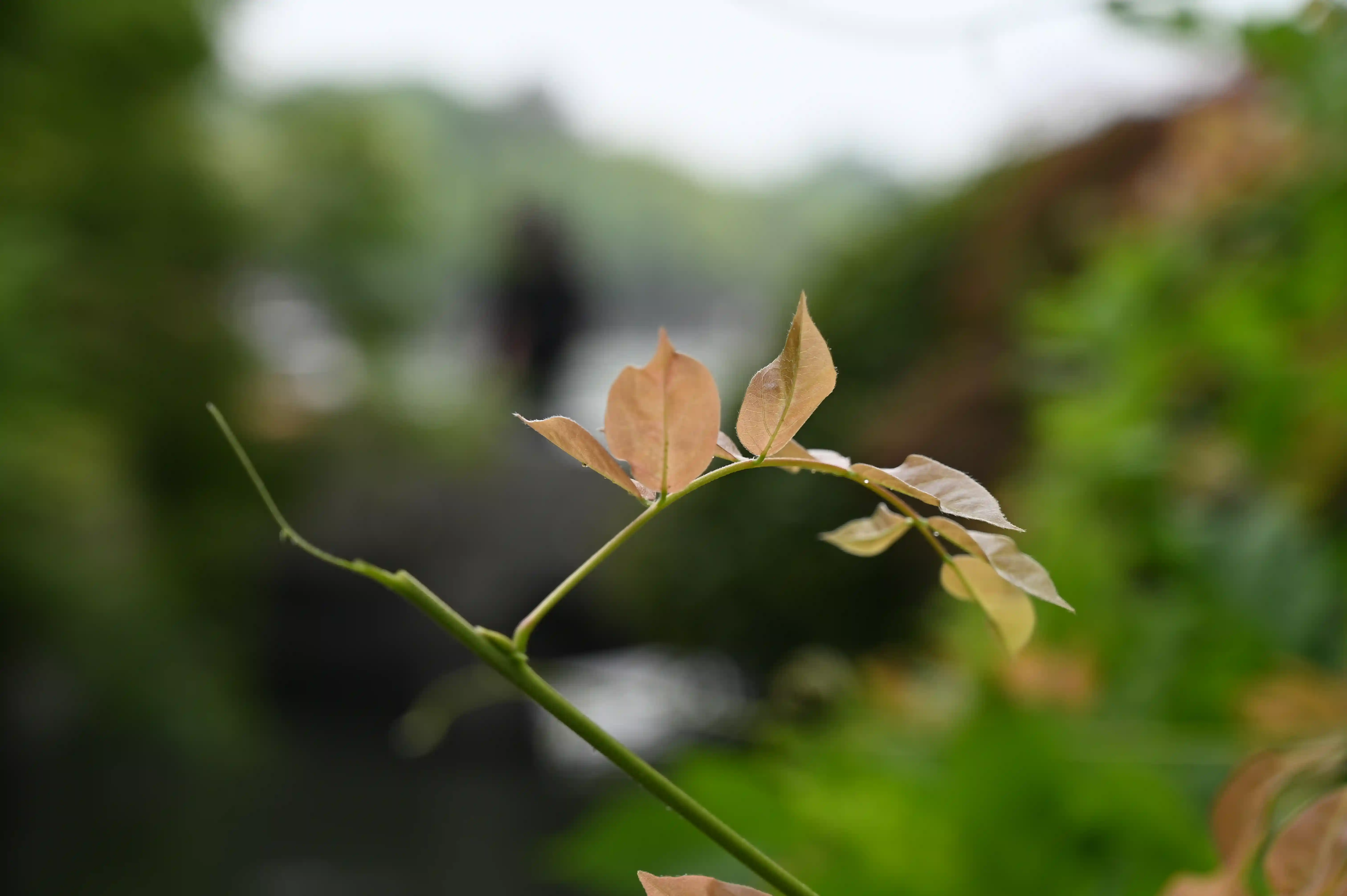 小嫩叶 小嫩叶