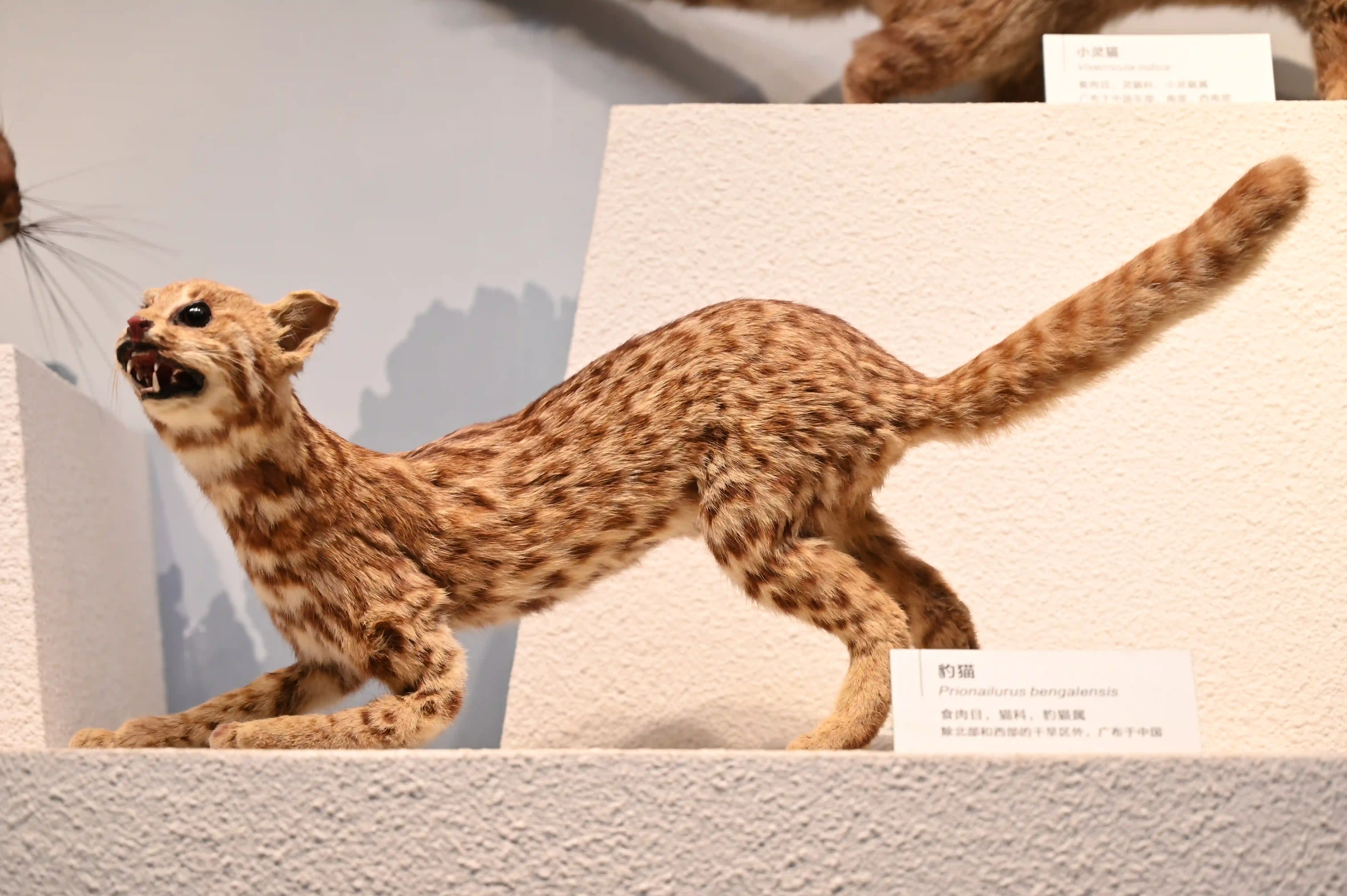 标本:豹猫 标本:豹猫