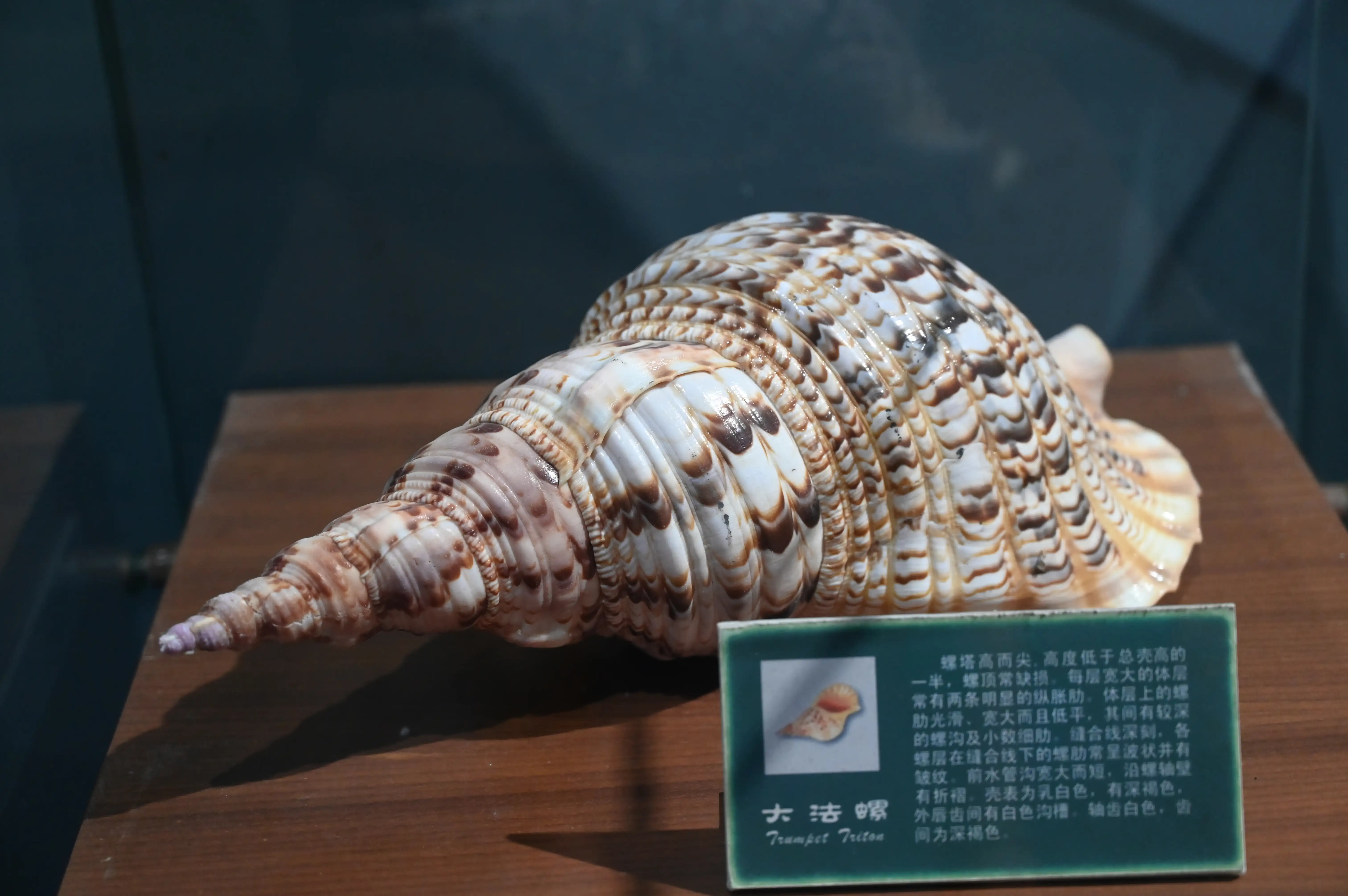 大法螺 大法螺