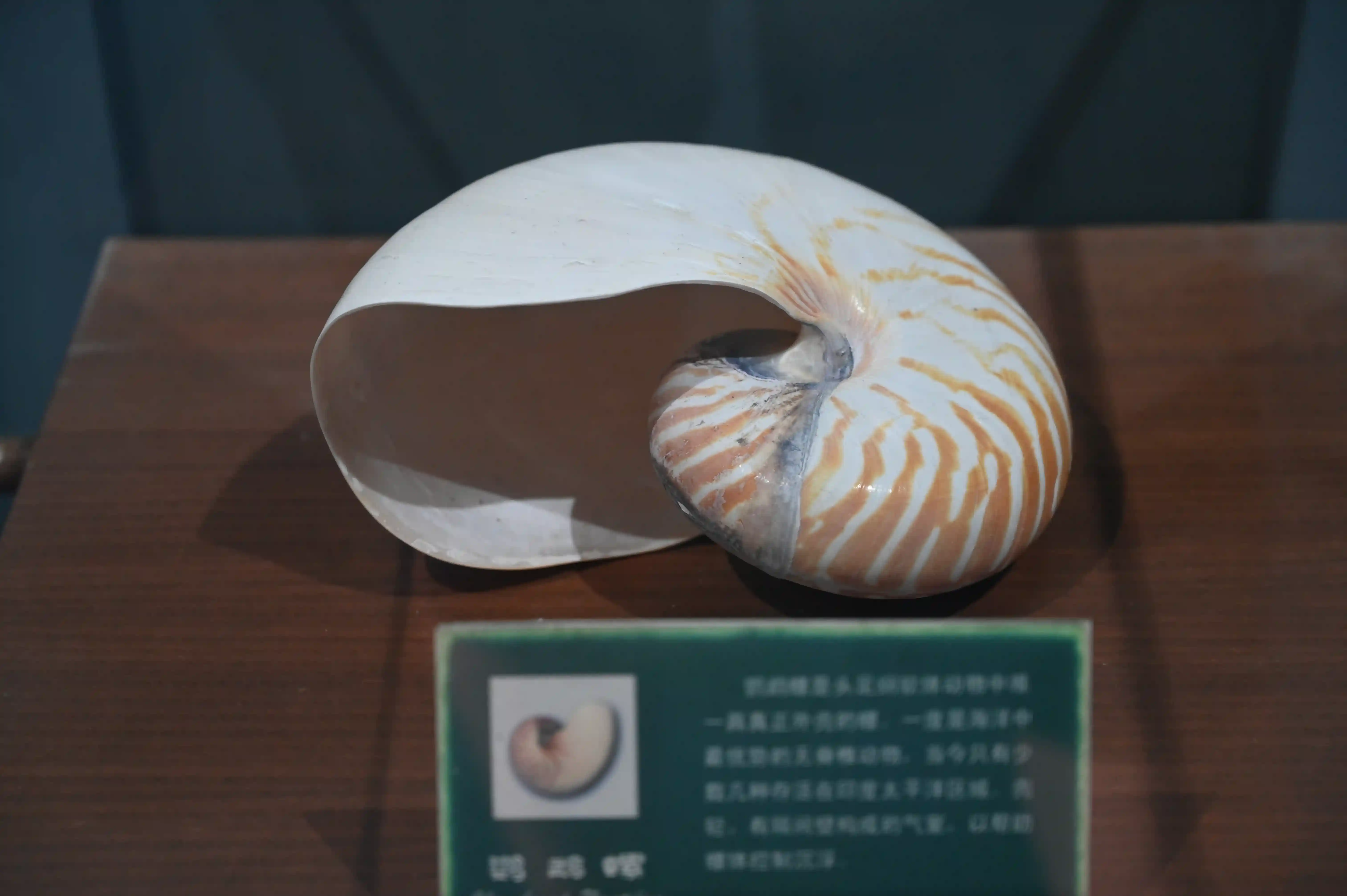 鹦鹉螺 鹦鹉螺