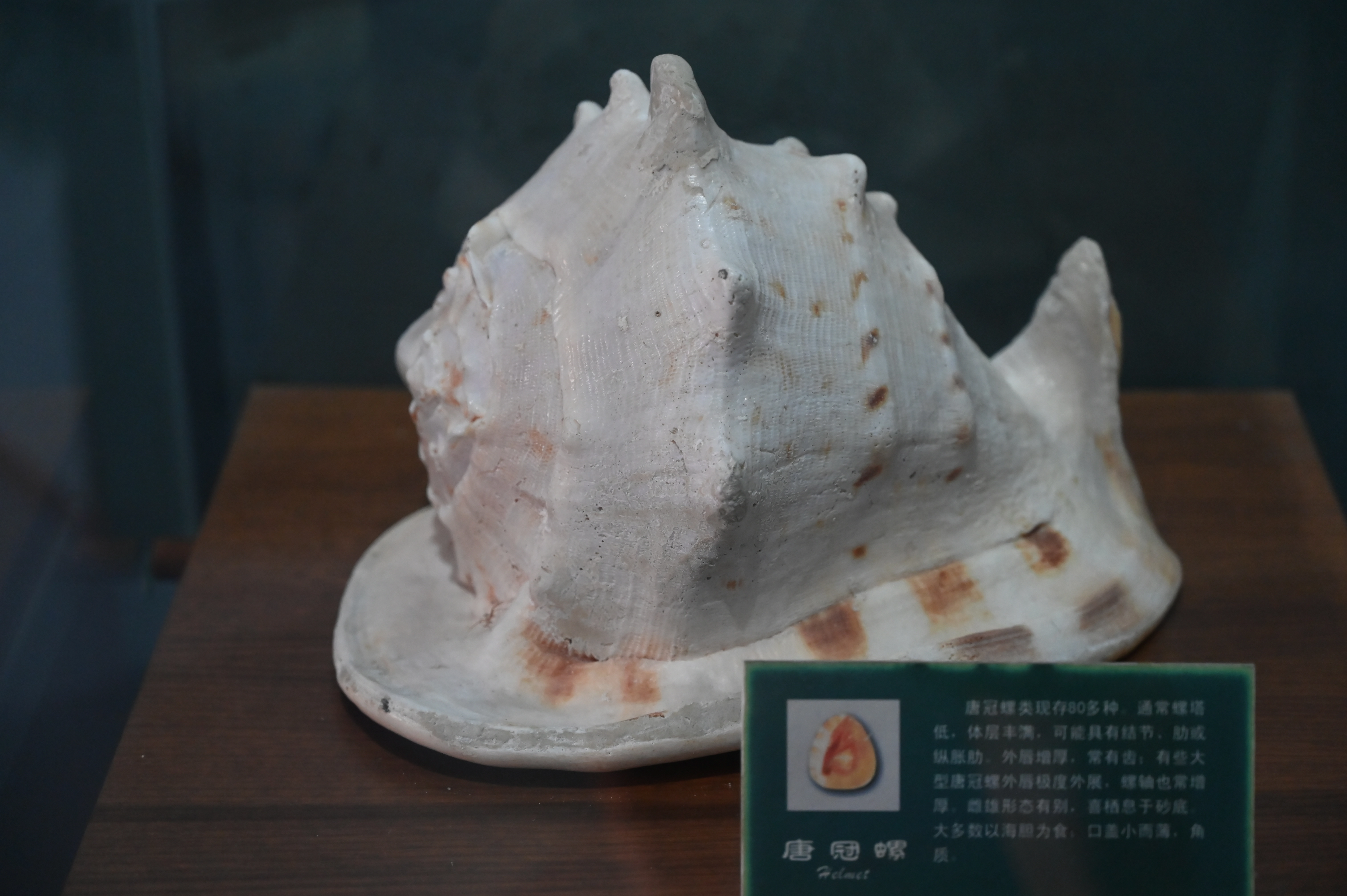 唐冠螺 唐冠螺